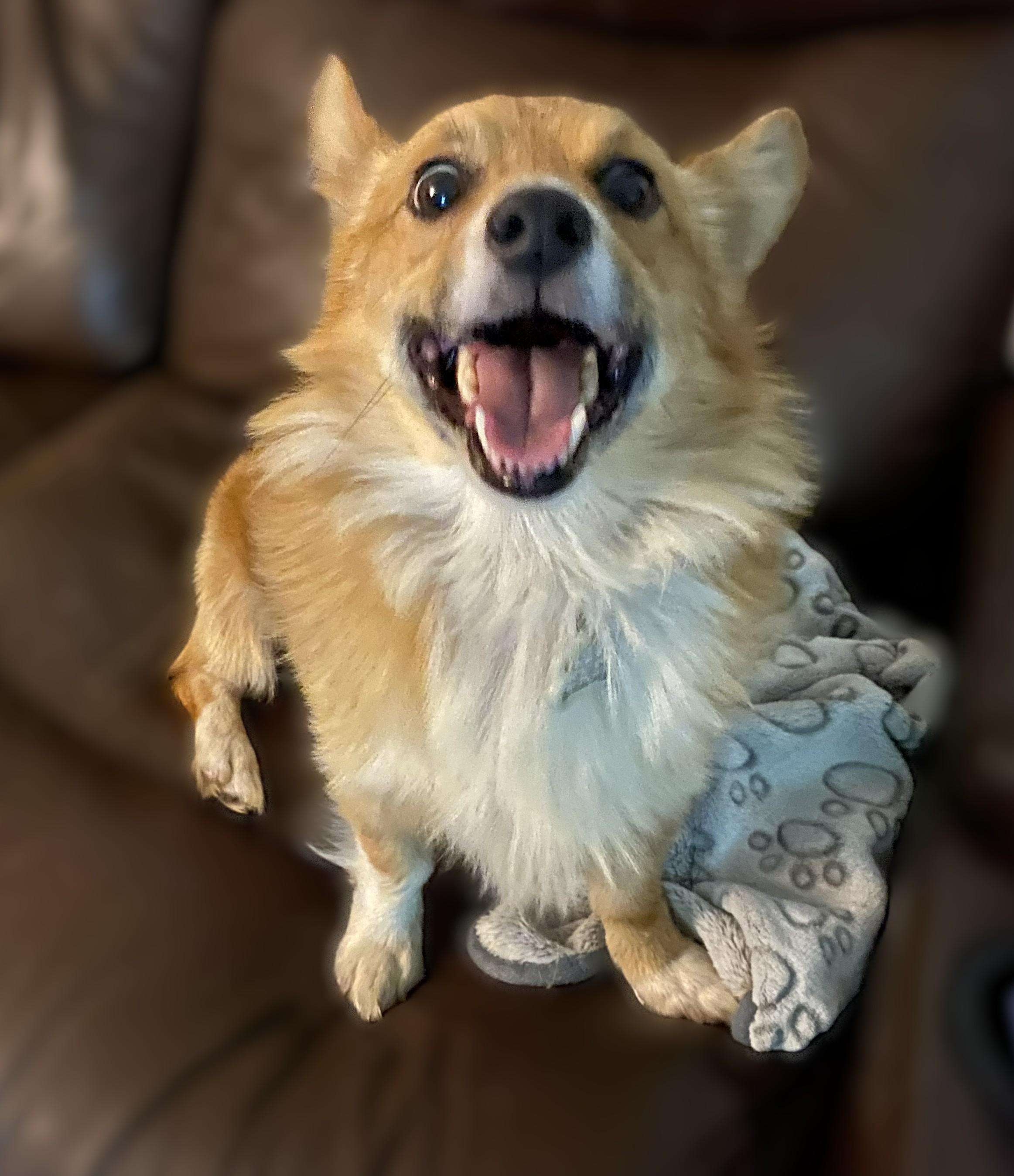 Caleb, a Adoptable Corgi in Orlando, FL image 4/5
