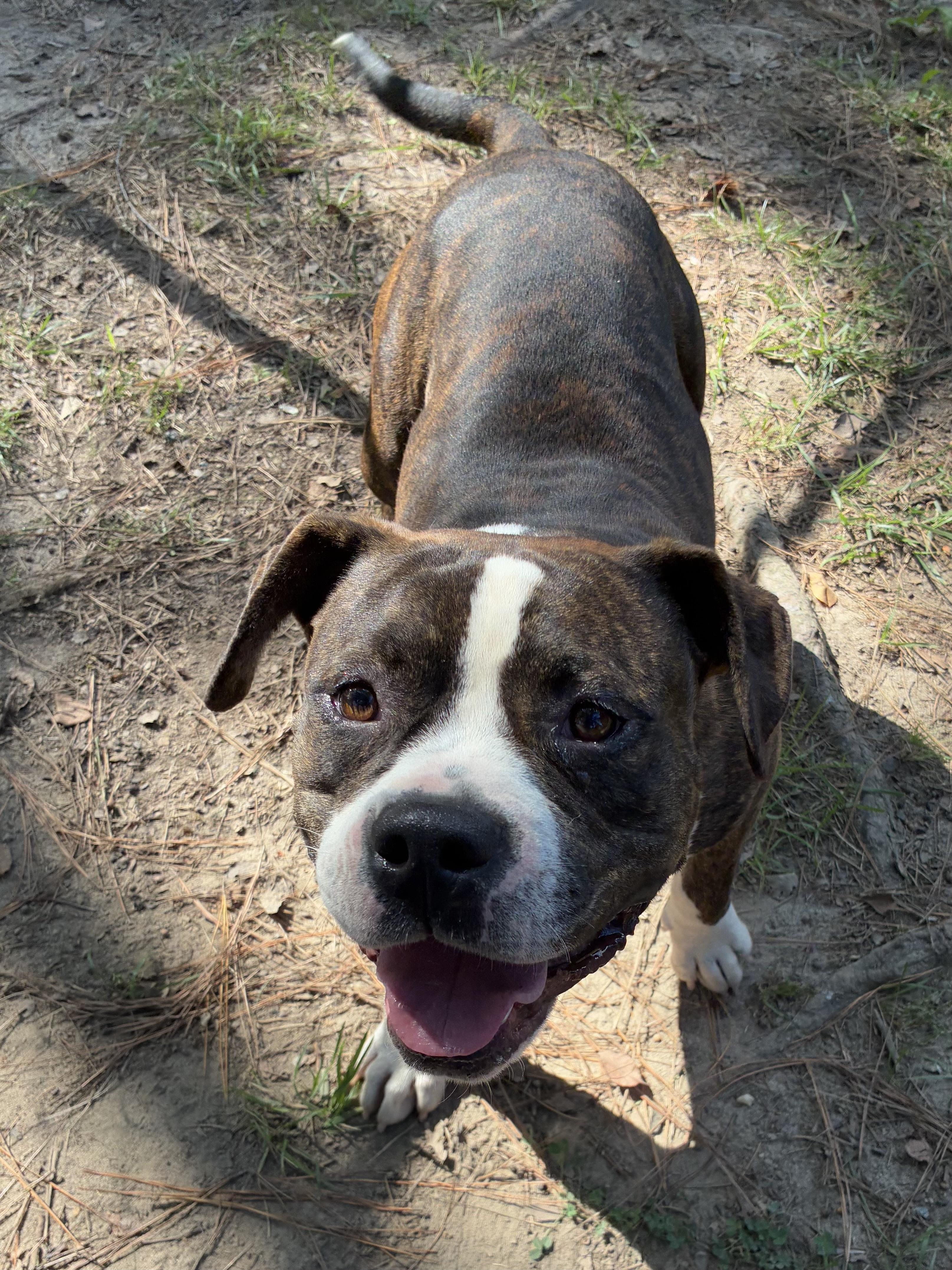 Atlas, a ADOPTABLE mixed breed in Heathsville, VA image 3/5