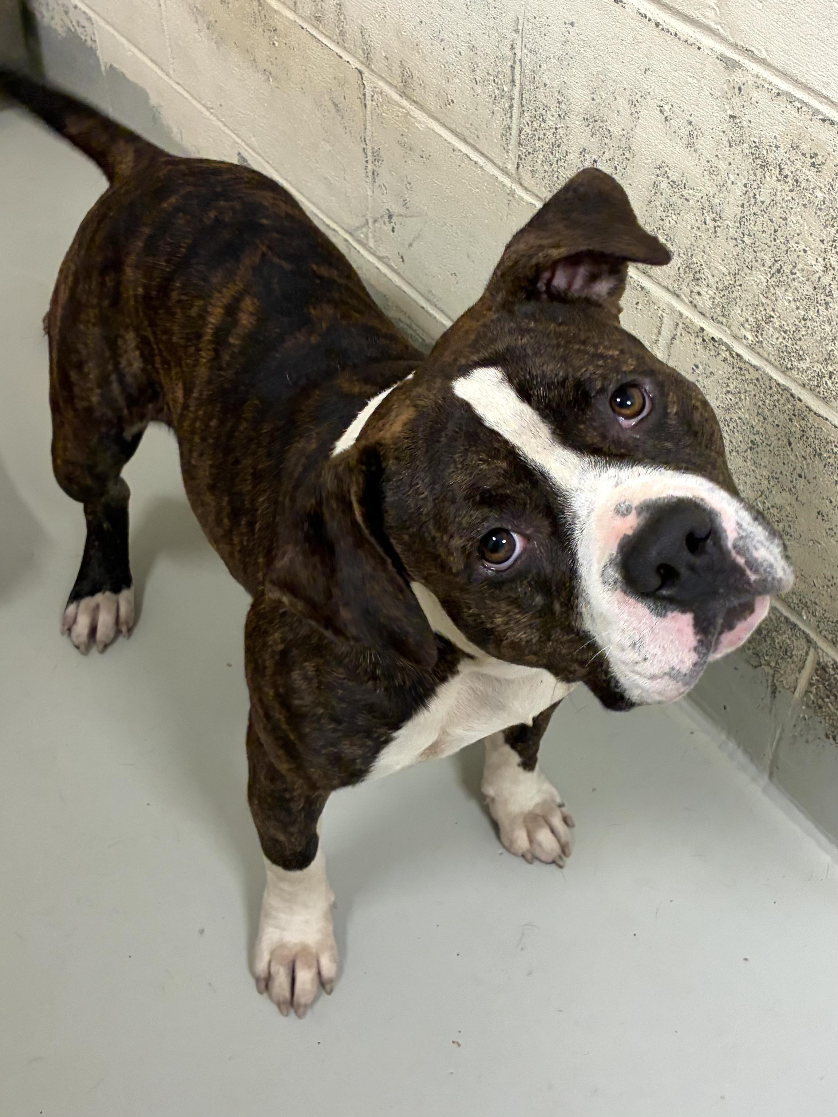 Atlas, a ADOPTABLE mixed breed in Heathsville, VA image 4/5