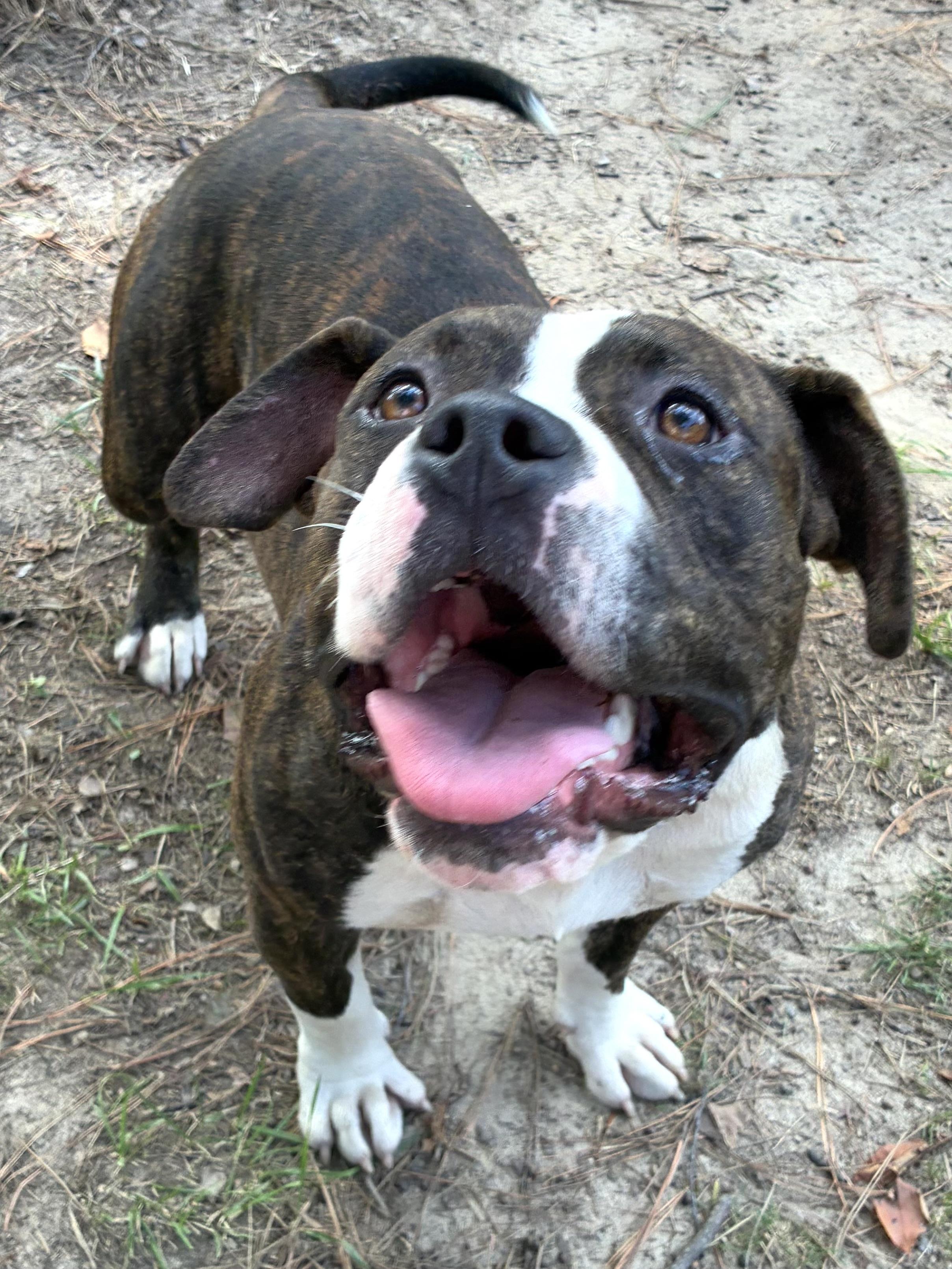 Atlas, ADOPTABLE, Young Male American Bulldog & Mixed Breed.