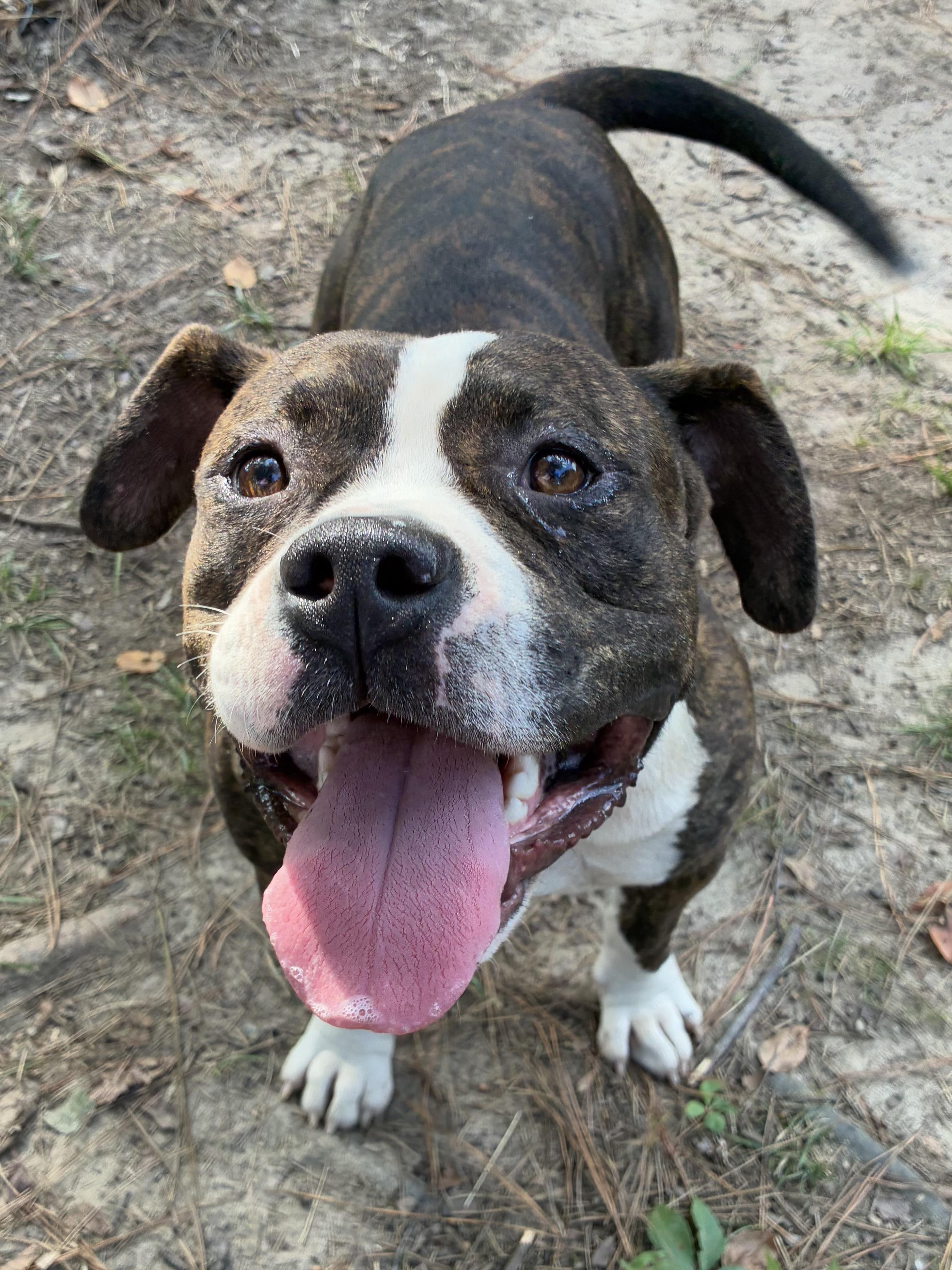 Atlas, a ADOPTABLE mixed breed in Heathsville, VA image 2/5