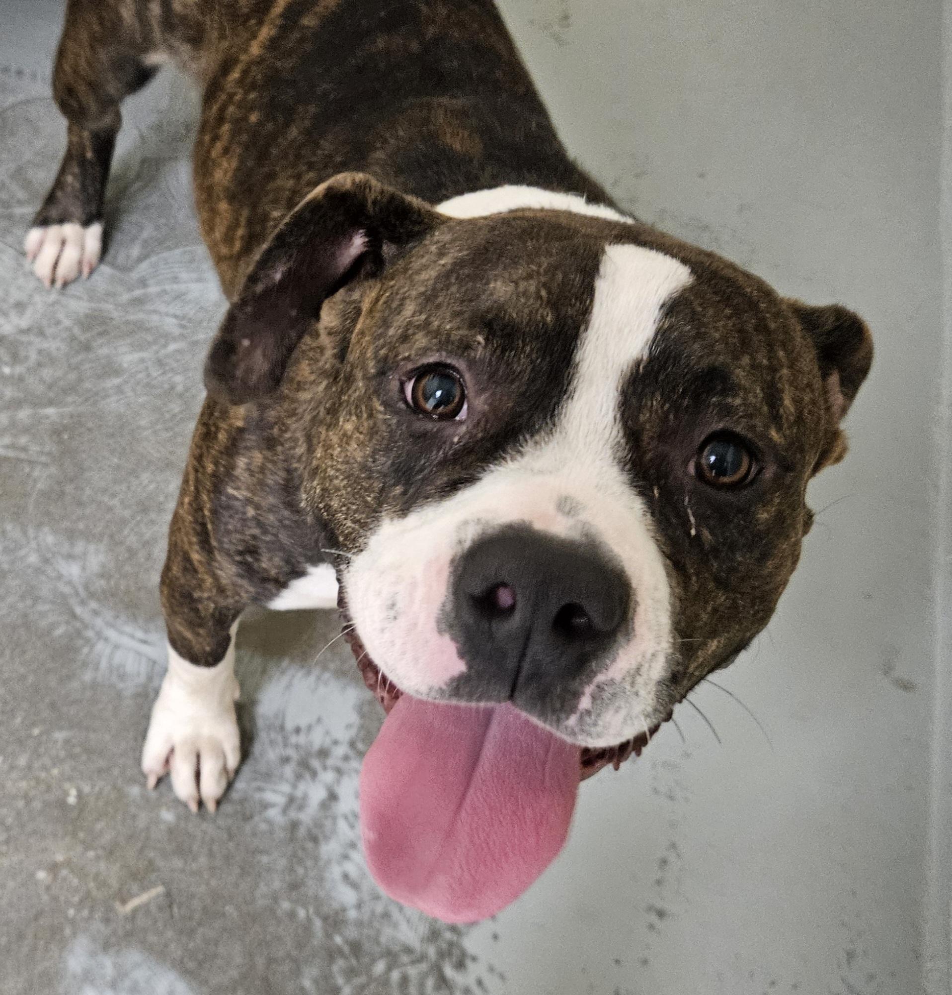 Atlas, a ADOPTABLE mixed breed in Heathsville, VA image 5/5