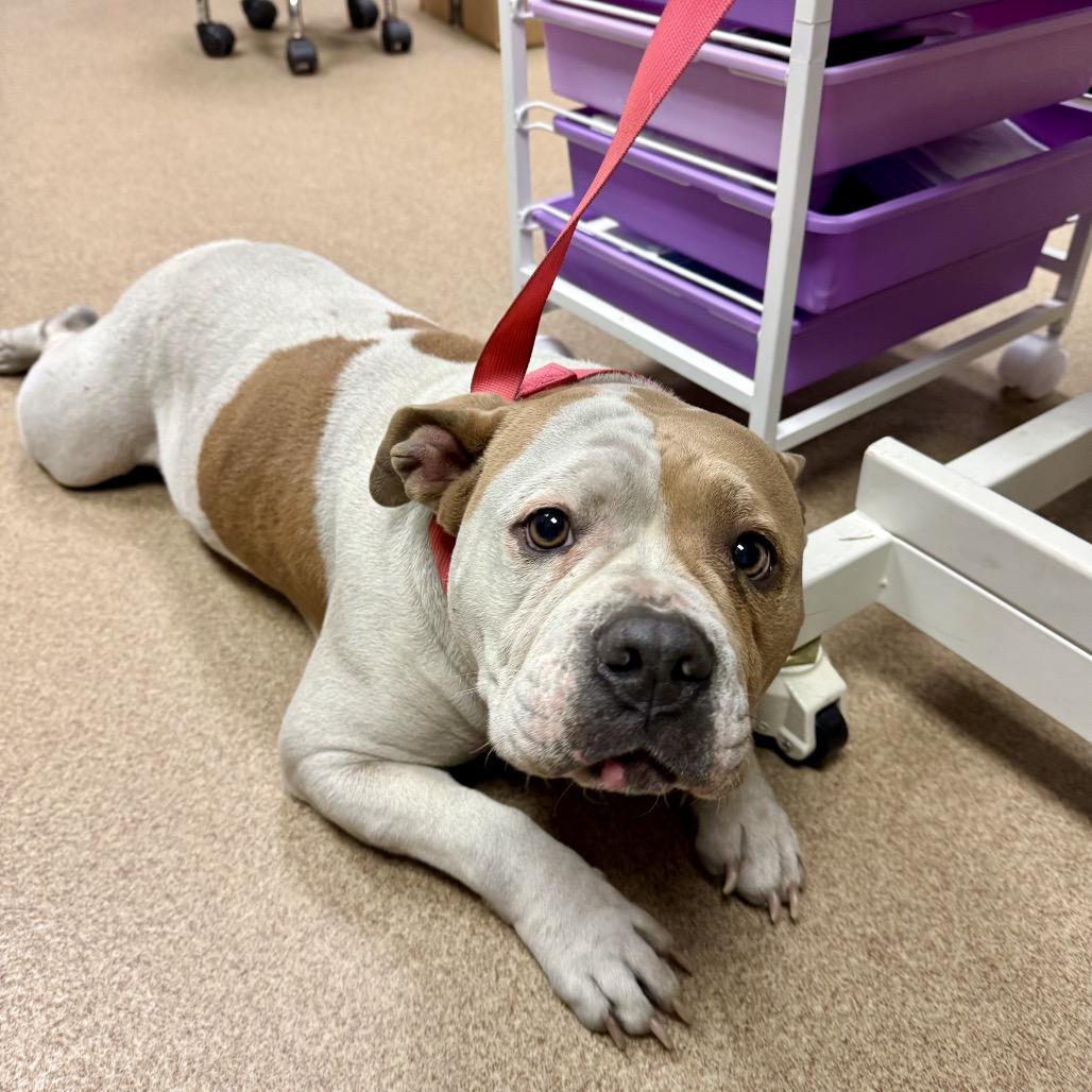 Fatty, a Adoptable English Bulldog in Hinesville, GA image 2/3
