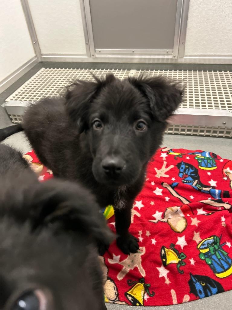 Enlarge Comet, a Adoptable mixed breed in Bryant, AR image 1/1