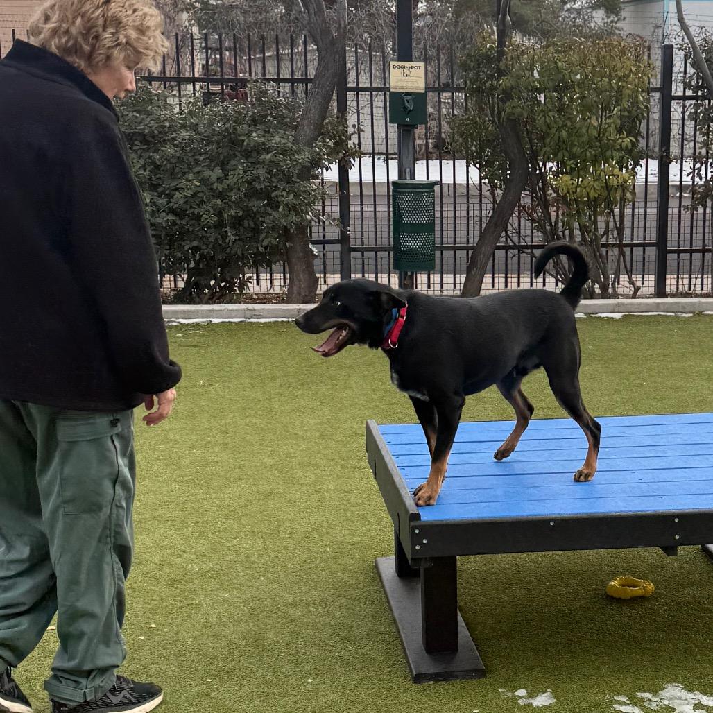 Parkour, Adoptable, Adult Male Australian Kelpie & Shepherd.