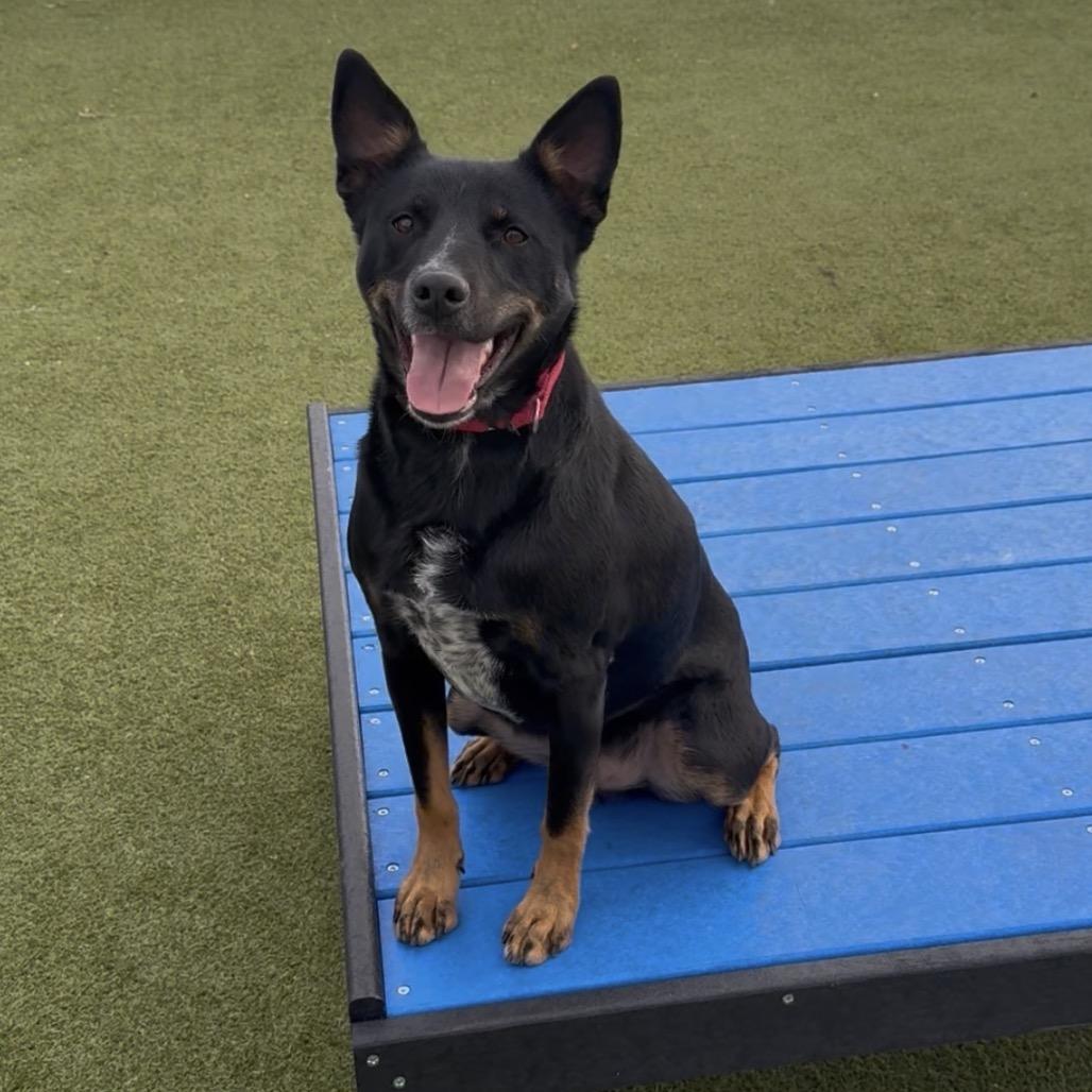 Enlarge Parkour, a Adoptable mixed breed in Albuquerque, NM image 2/6