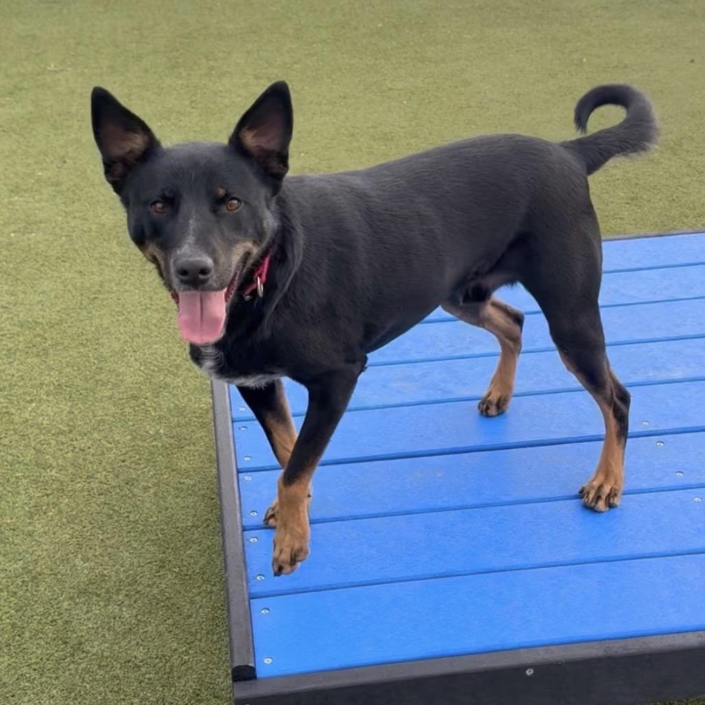 Enlarge Parkour, a Adoptable mixed breed in Albuquerque, NM image 3/6