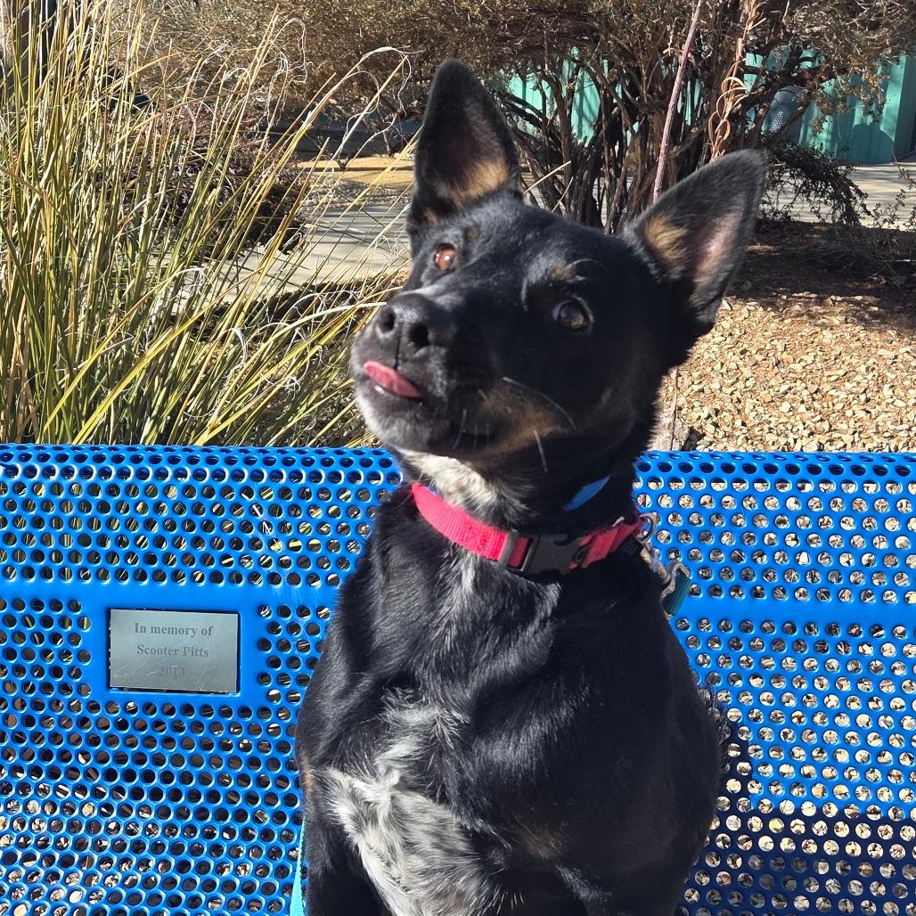 Enlarge Parkour, a Adoptable mixed breed in Albuquerque, NM image 4/6