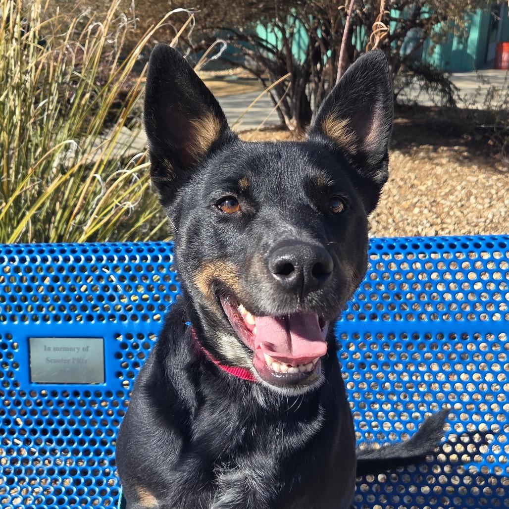 Enlarge Parkour, a Adoptable mixed breed in Albuquerque, NM image 5/6