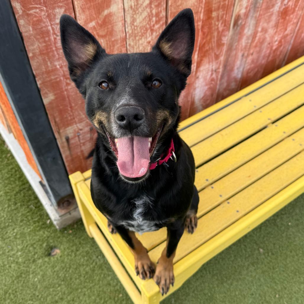 Enlarge Parkour, a Adoptable mixed breed in Albuquerque, NM image 6/6