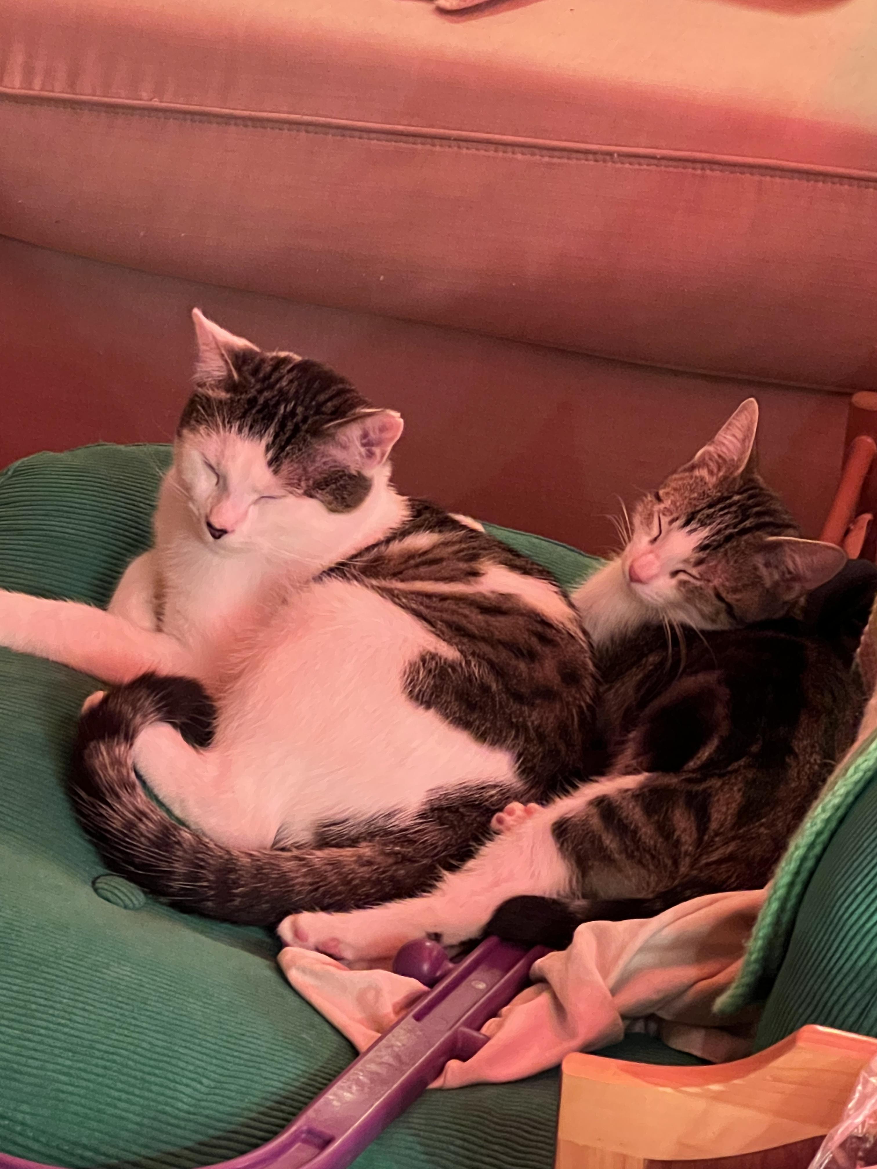 Enlarge Pawblo Picasso (& Meowgritte), a ADOPTABLE Domestic Short Hair in Chicago, IL image 2/3