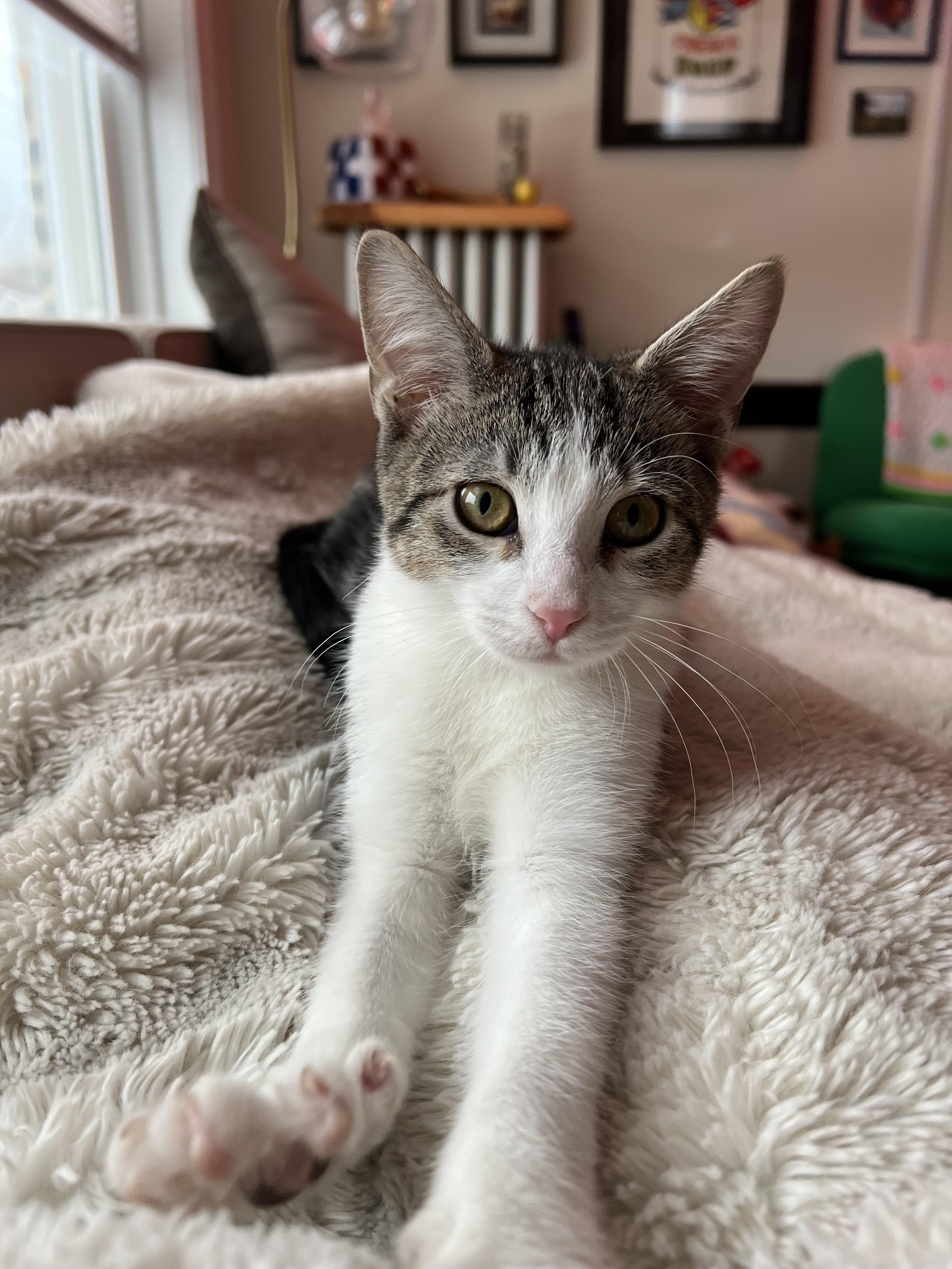 Pawblo Picasso (& Meowgritte), ADOPTABLE, Kitten Male Domestic Short Hair.