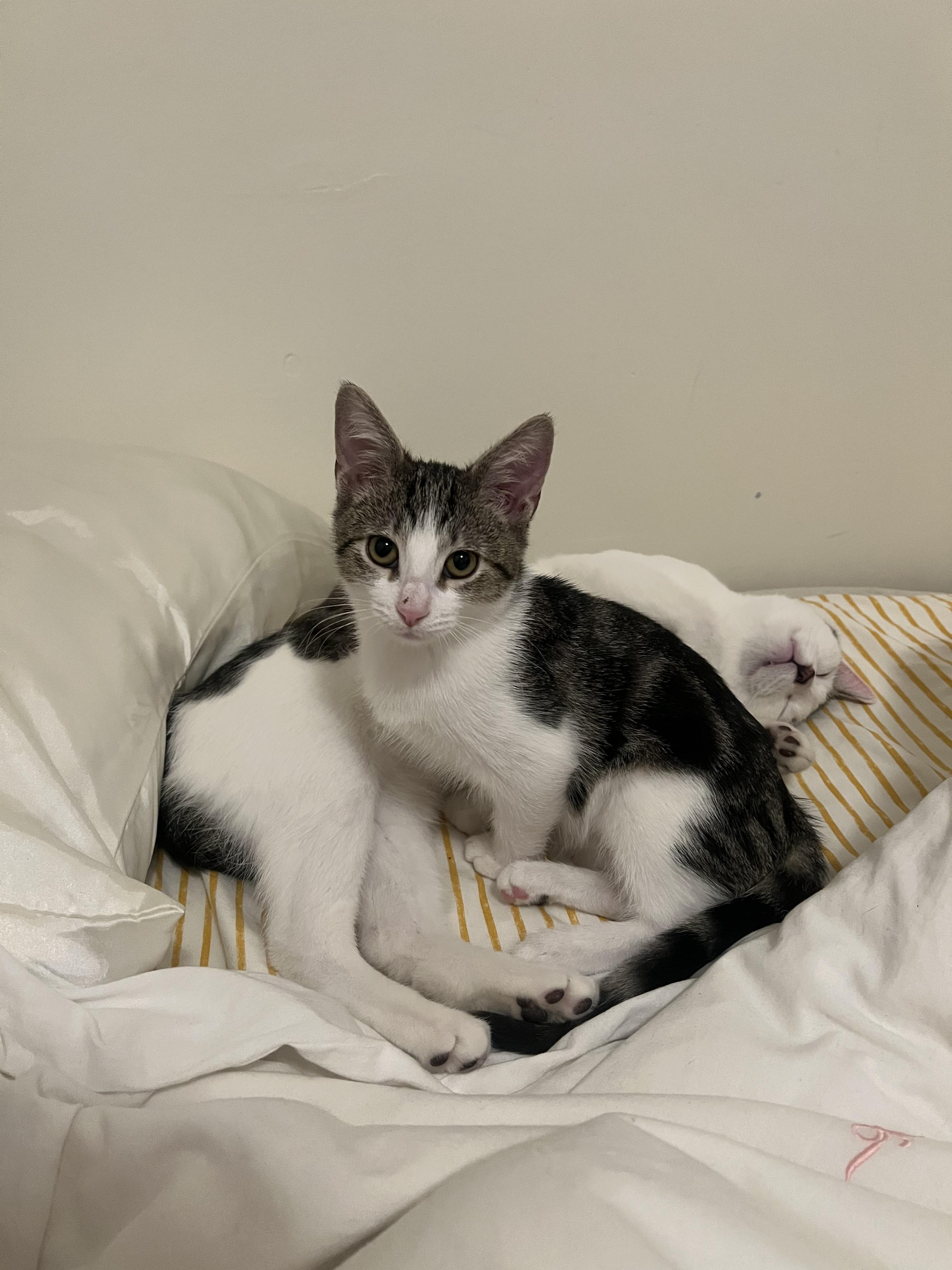 Enlarge Pawblo Picasso (& Meowgritte), a ADOPTABLE Domestic Short Hair in Chicago, IL image 3/3