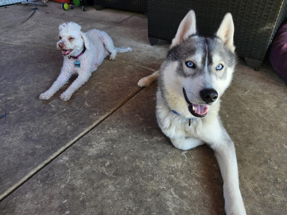 Luke Sky, a Adoptable Siberian Husky in los angeles, CA image 1/5