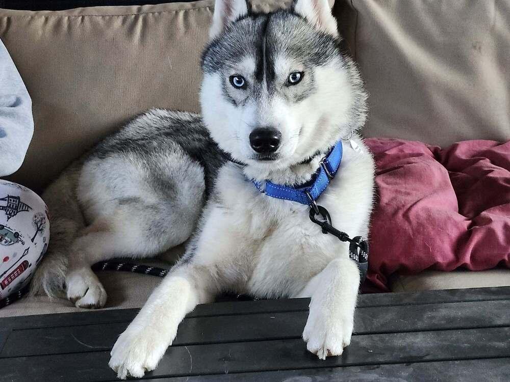 Luke Sky, Adoptable, Young Male Siberian Husky.