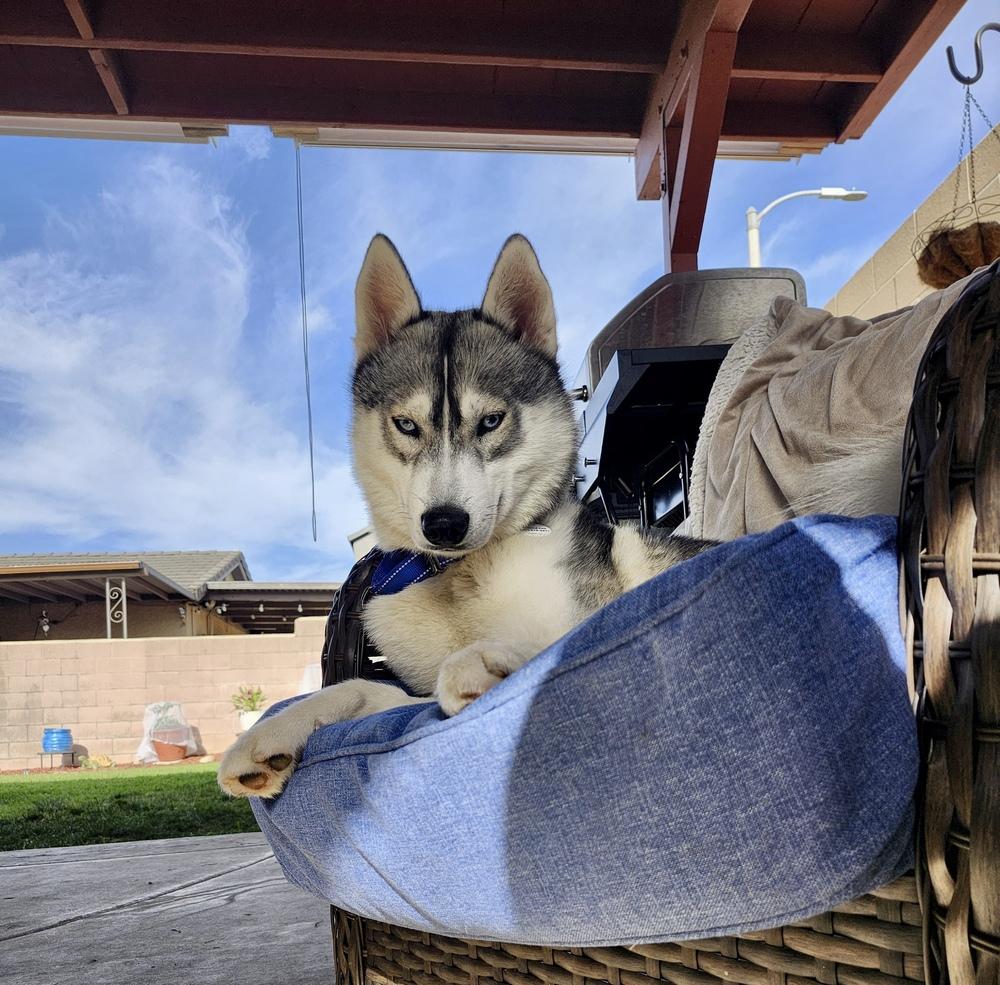Enlarge Luke Sky, a Adoptable Siberian Husky in los angeles, CA image 2/5