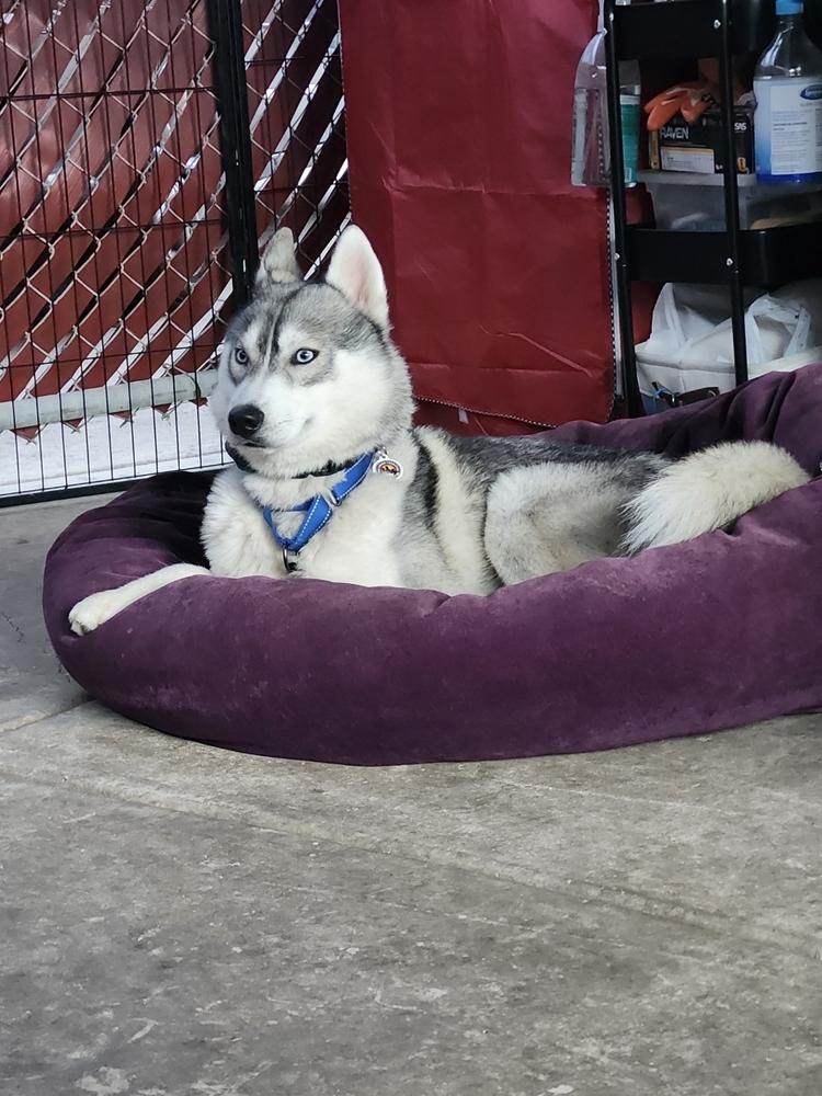 Enlarge Luke Sky, a Adoptable Siberian Husky in los angeles, CA image 3/5