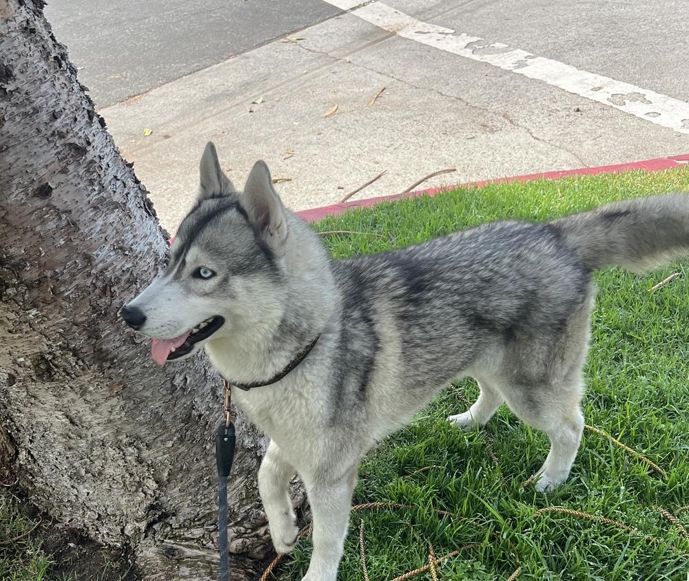 Enlarge Luke Sky, a Adoptable Siberian Husky in los angeles, CA image 4/5