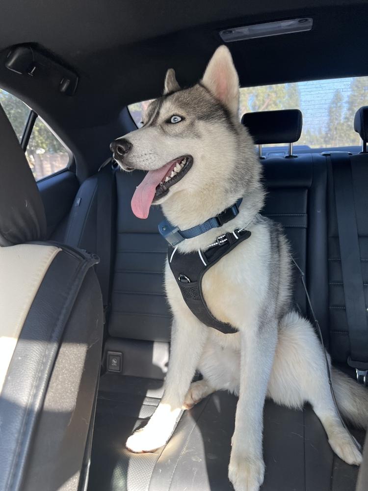 Enlarge Luke Sky, a Adoptable Siberian Husky in los angeles, CA image 5/5