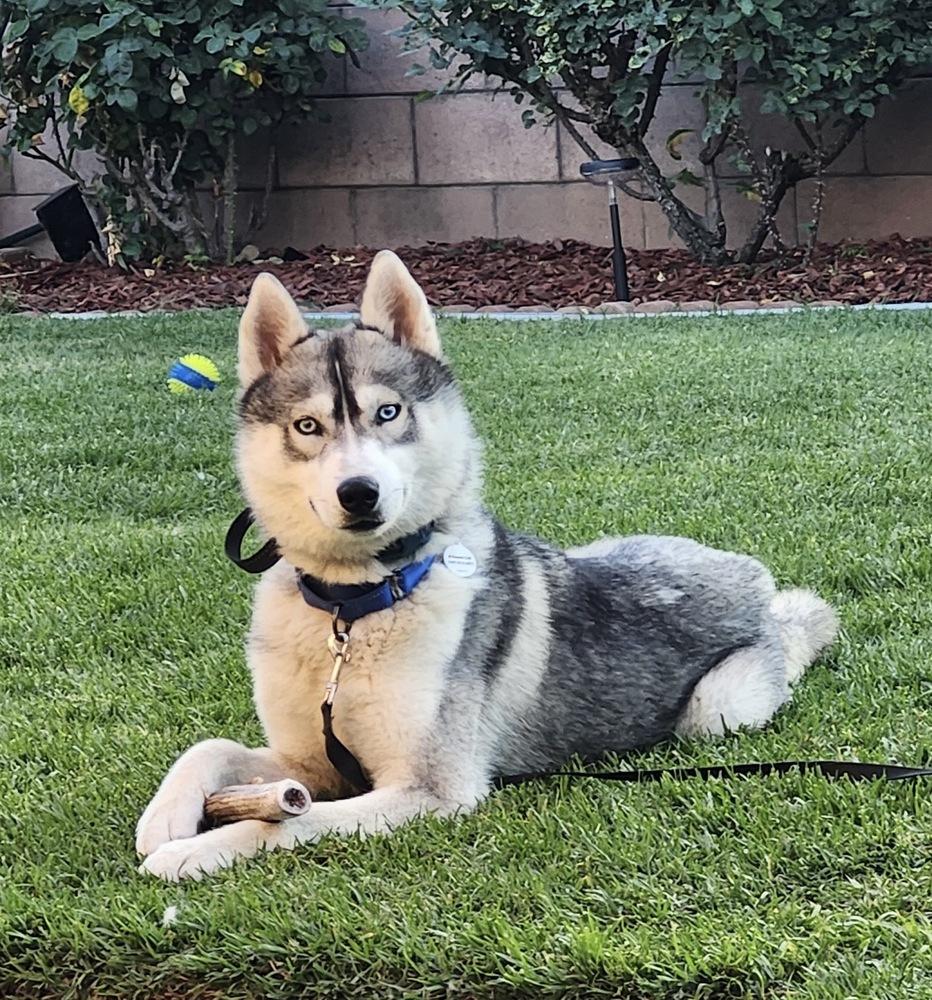 Luke Sky, a Adoptable Siberian Husky in los angeles, CA image 4/5