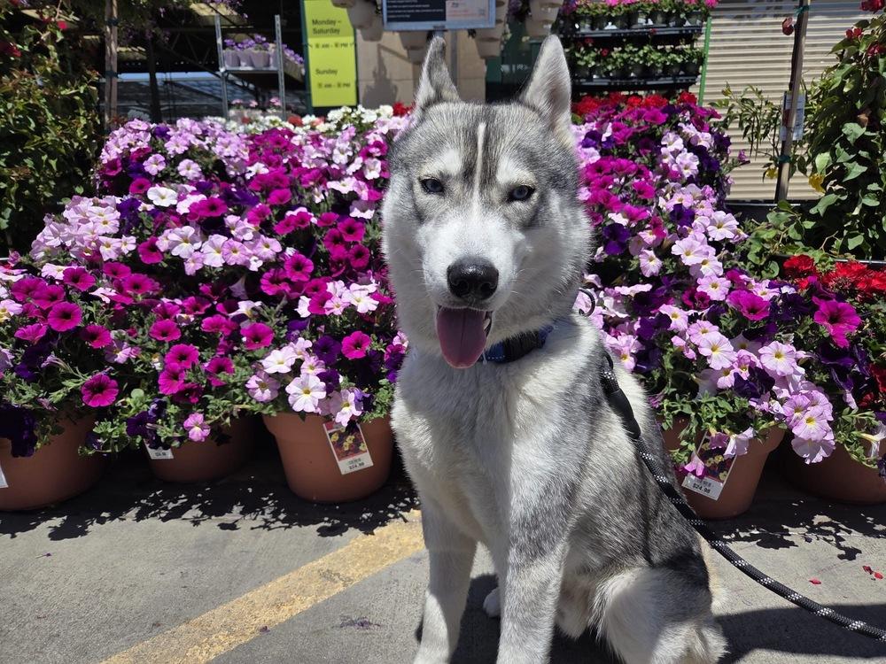 Luke Sky, a Adoptable Siberian Husky in los angeles, CA image 5/5