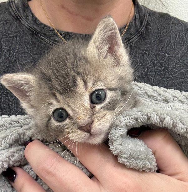 Gwi Ma, Adoptable, Kitten Male Domestic Short Hair.