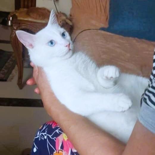 Enlarge Sweet as Sugar - deaf, a ADOPTABLE Turkish Angora in Mississauga, ON image 4/6