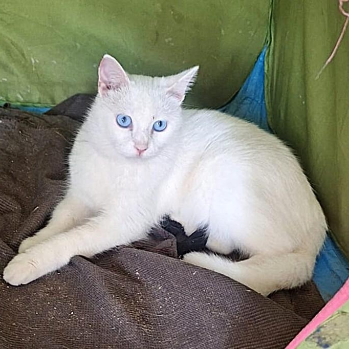 Enlarge Sweet as Sugar - deaf, a ADOPTABLE Turkish Angora in Mississauga, ON image 5/6