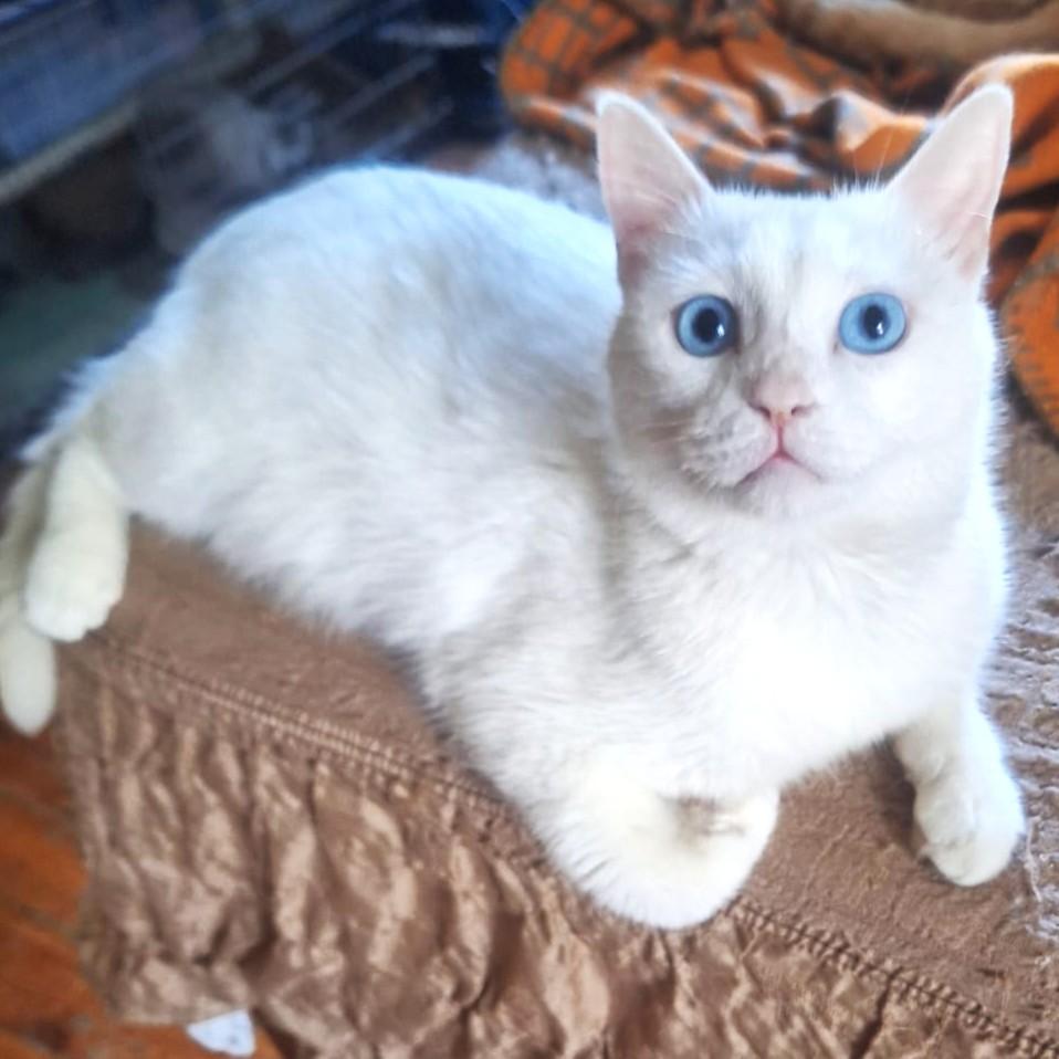 Enlarge Sweet as Sugar - deaf, a ADOPTABLE Turkish Angora in Mississauga, ON image 3/6