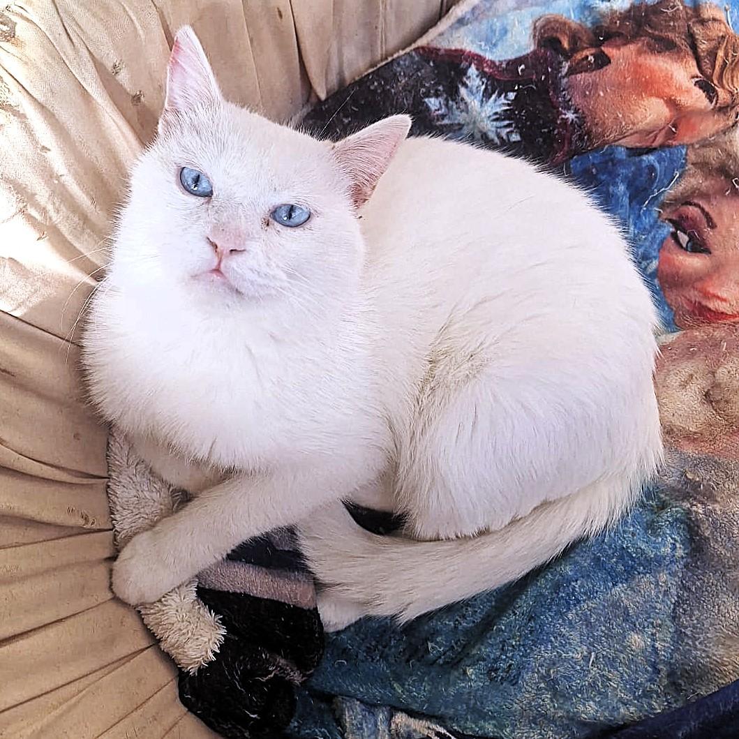 Sweet as Sugar - deaf, ADOPTABLE, Young Male Turkish Angora.
