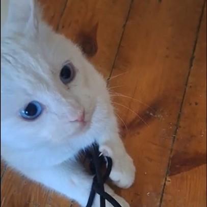 Enlarge Sweet as Sugar - deaf, a ADOPTABLE Turkish Angora in Mississauga, ON image 6/6