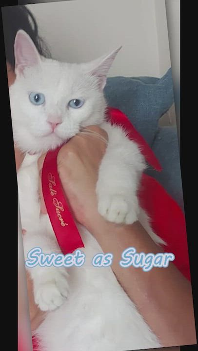 Enlarge Sweet as Sugar - deaf, a ADOPTABLE Turkish Angora in Mississauga, ON video 2/6