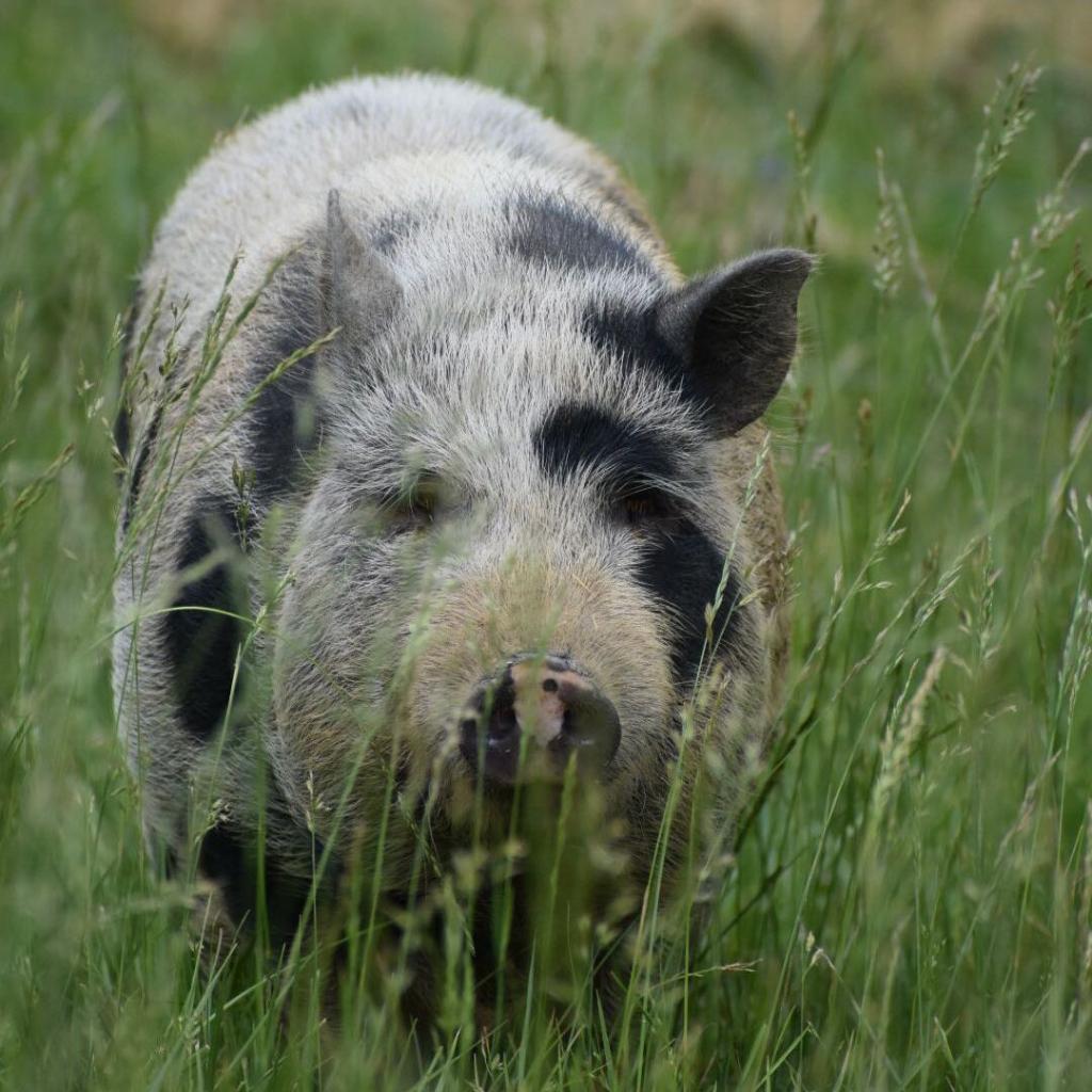 Enlarge Pua, a Adoptable Pot Bellied in Stokesdale, NC image 1/1