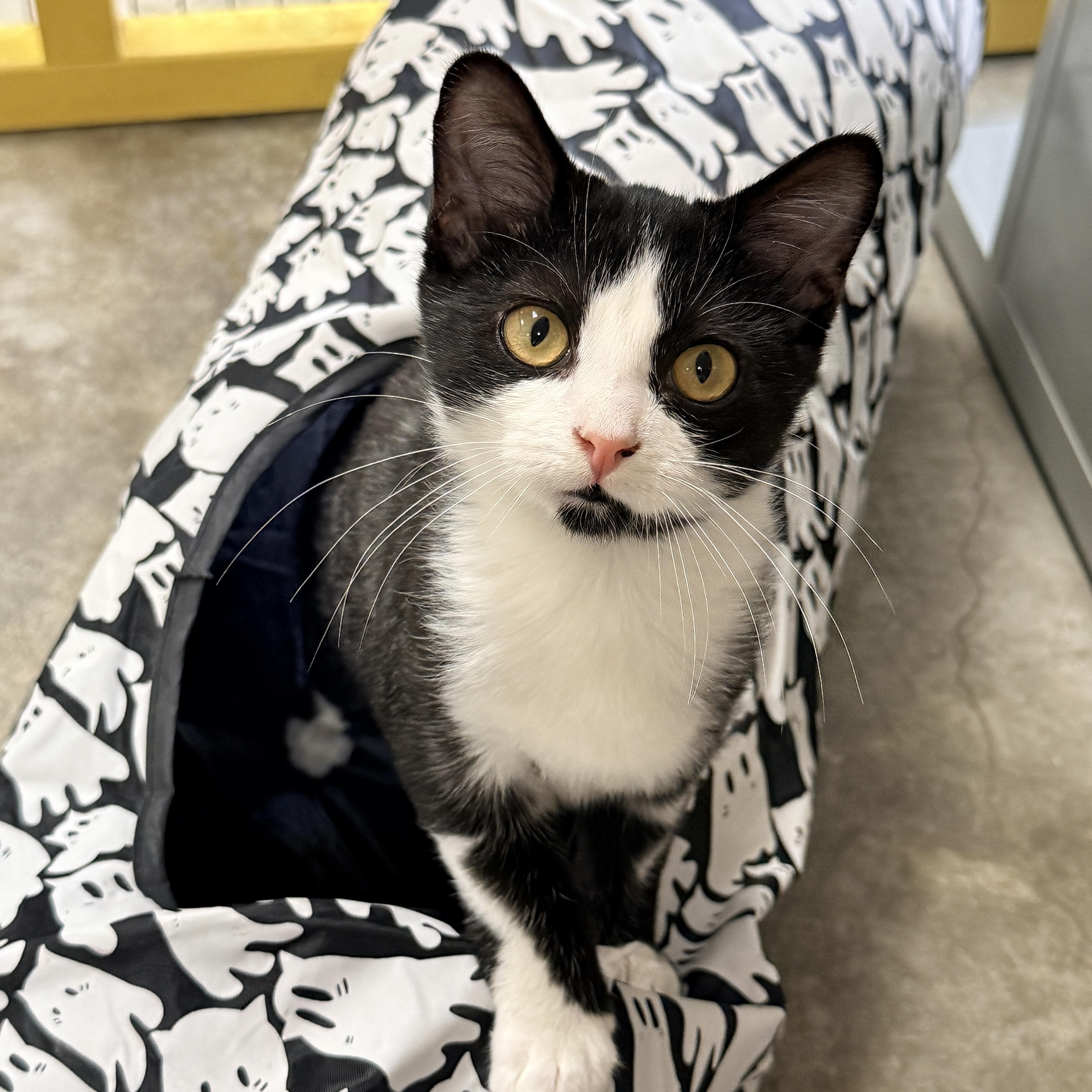 Enlarge Jacob, a Adoptable Domestic Short Hair in Collierville, TN image 5/5