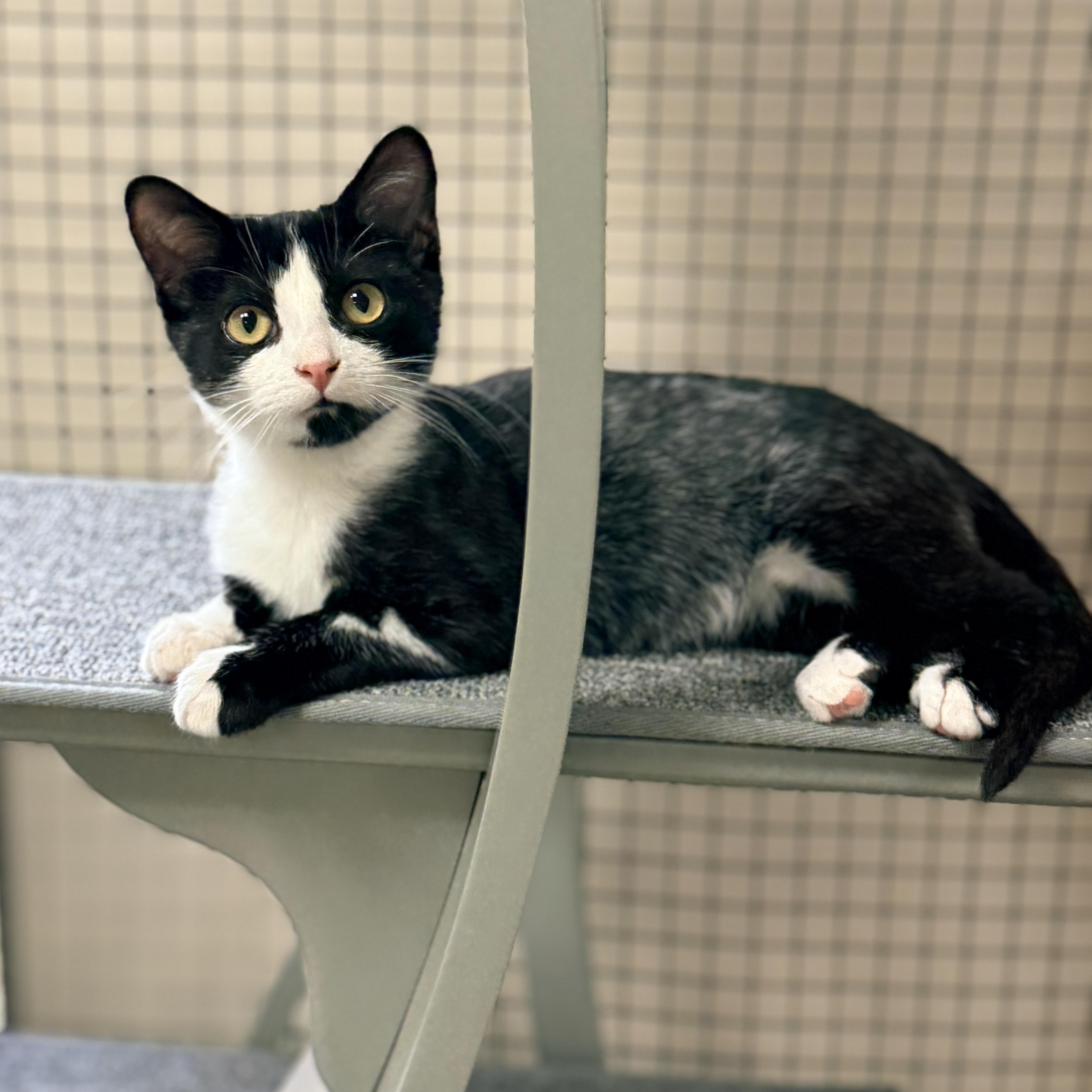 Enlarge Jacob, a Adoptable Domestic Short Hair in Collierville, TN image 3/5