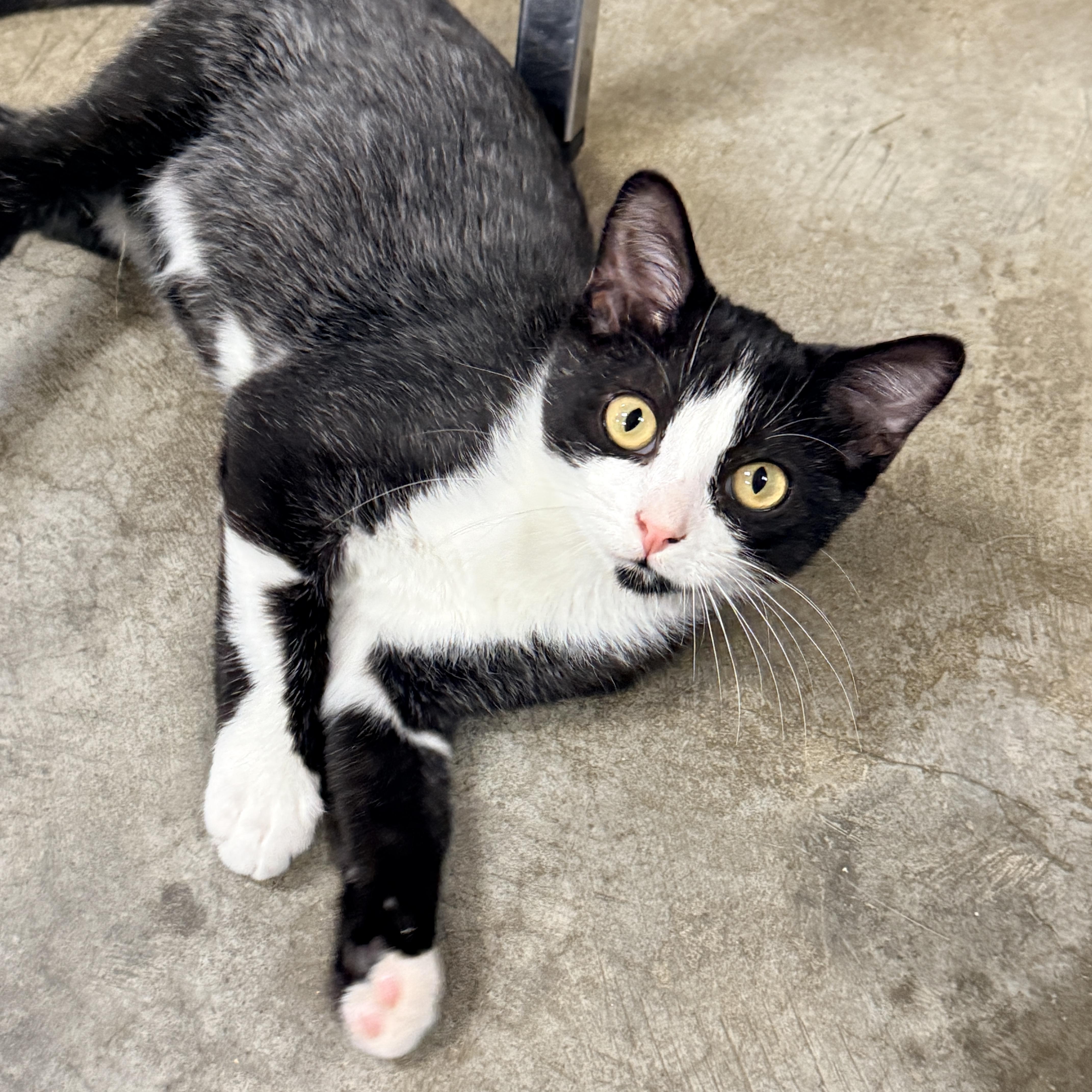 Enlarge Jacob, a Adoptable Domestic Short Hair in Collierville, TN image 1/5