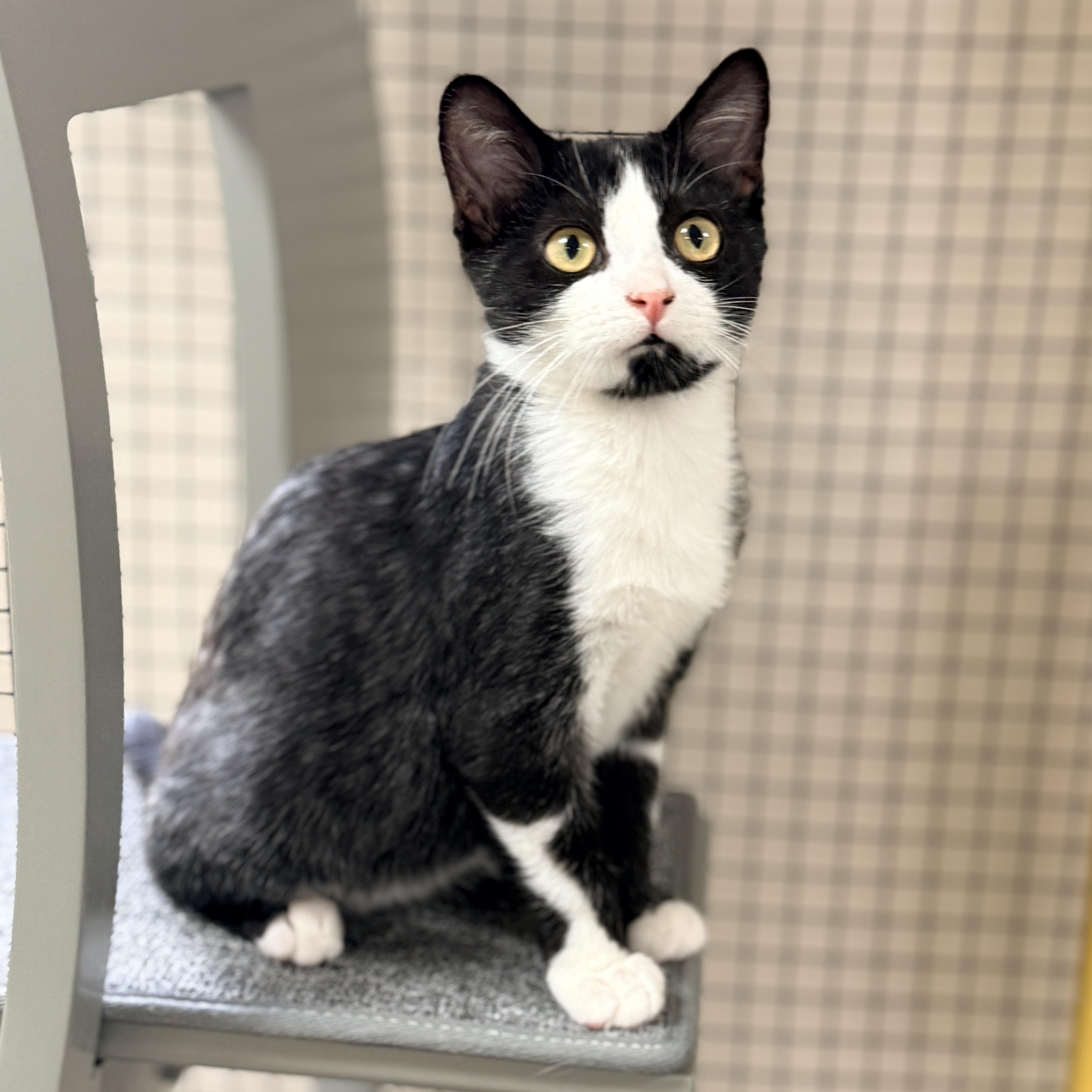 Enlarge Jacob, a Adoptable Domestic Short Hair in Collierville, TN image 2/5