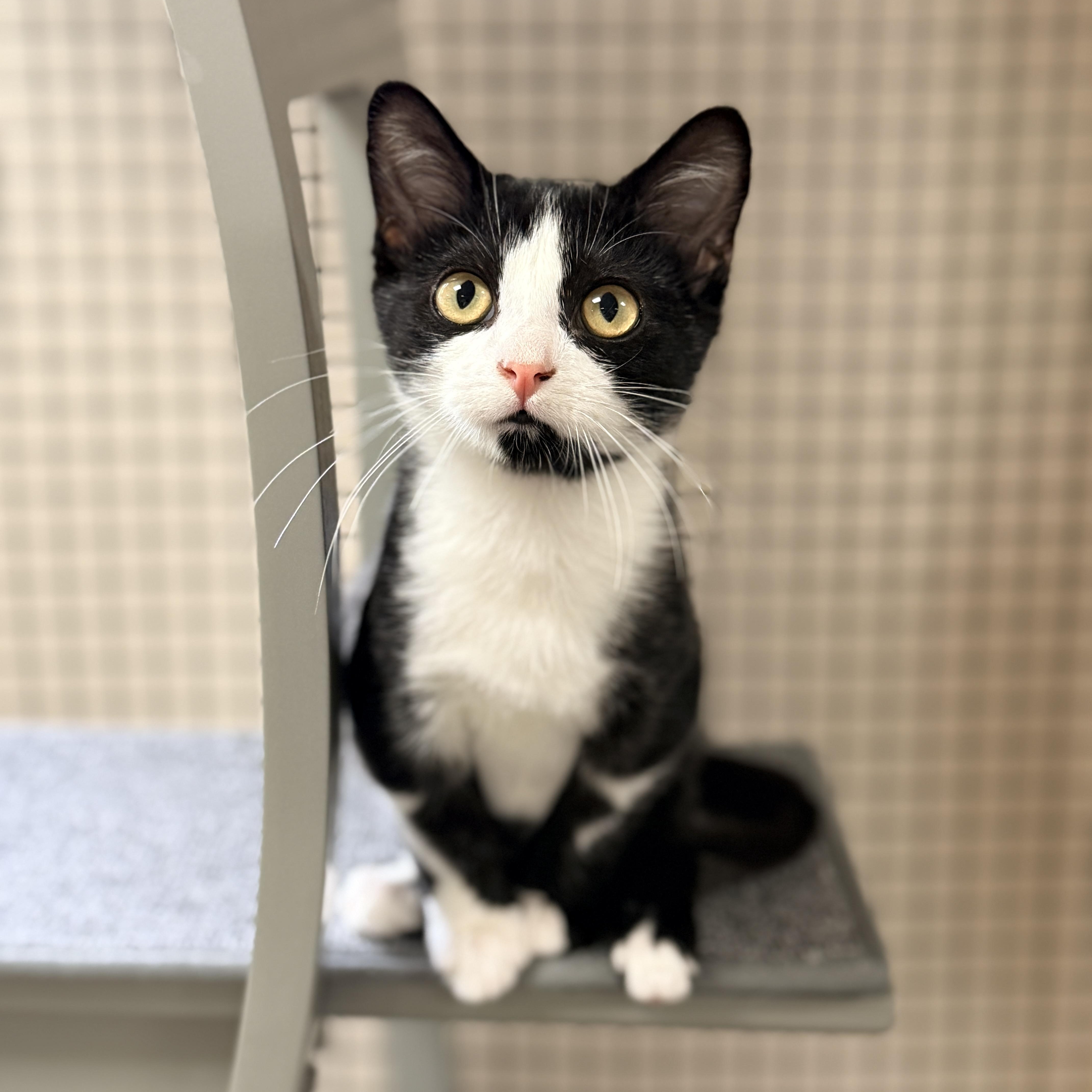 Enlarge Jacob, a Adoptable Domestic Short Hair in Collierville, TN image 4/5