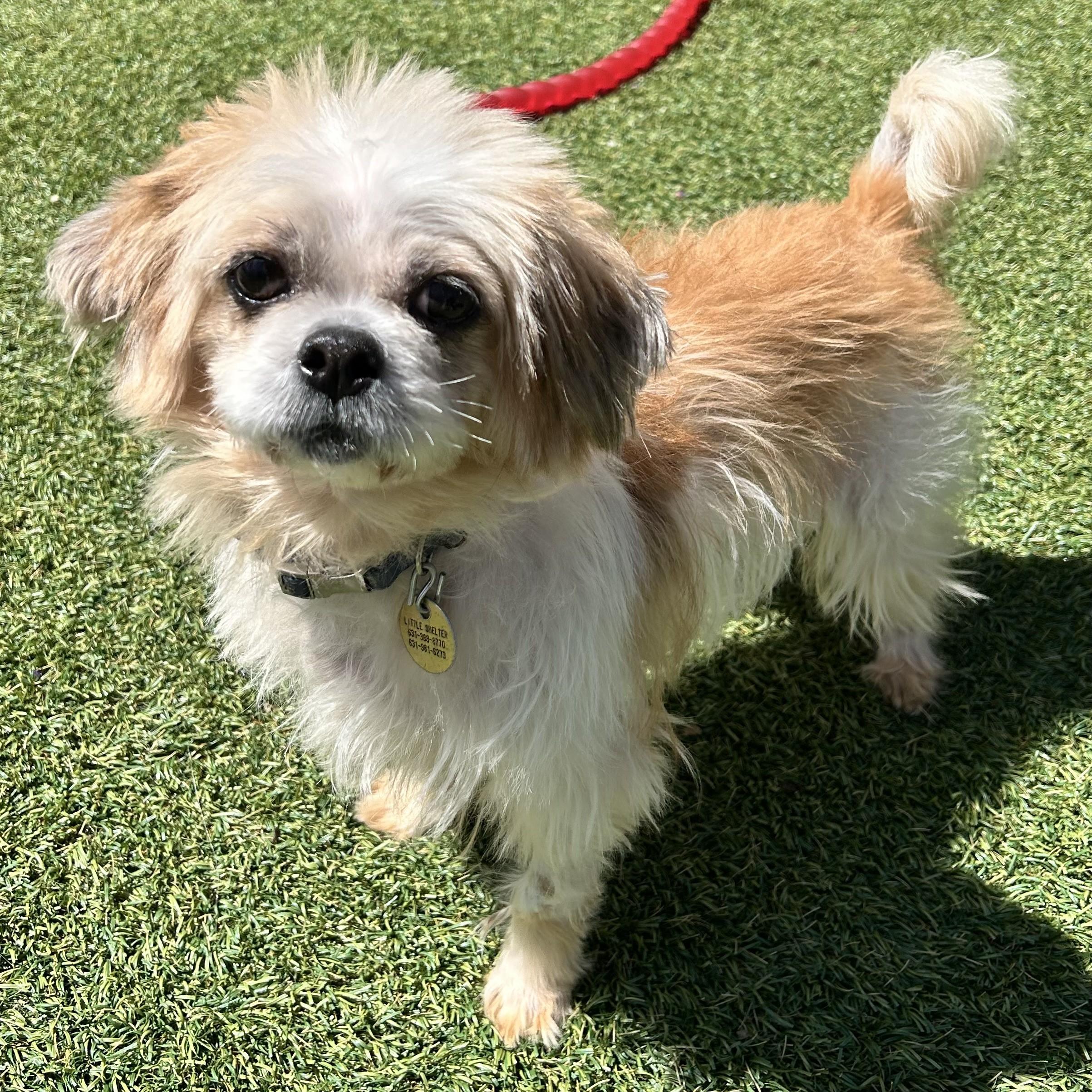 Enlarge teddy, an adopted mixed breed in Huntington, NY image 1/1