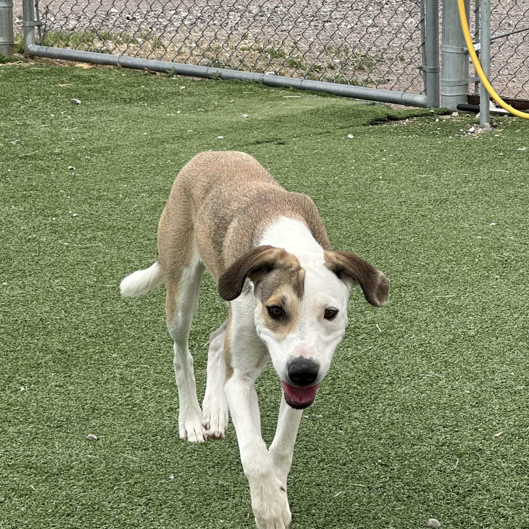 Enlarge Libs, a ADOPTABLE mixed breed in Truth or Consequences , NM image 4/6