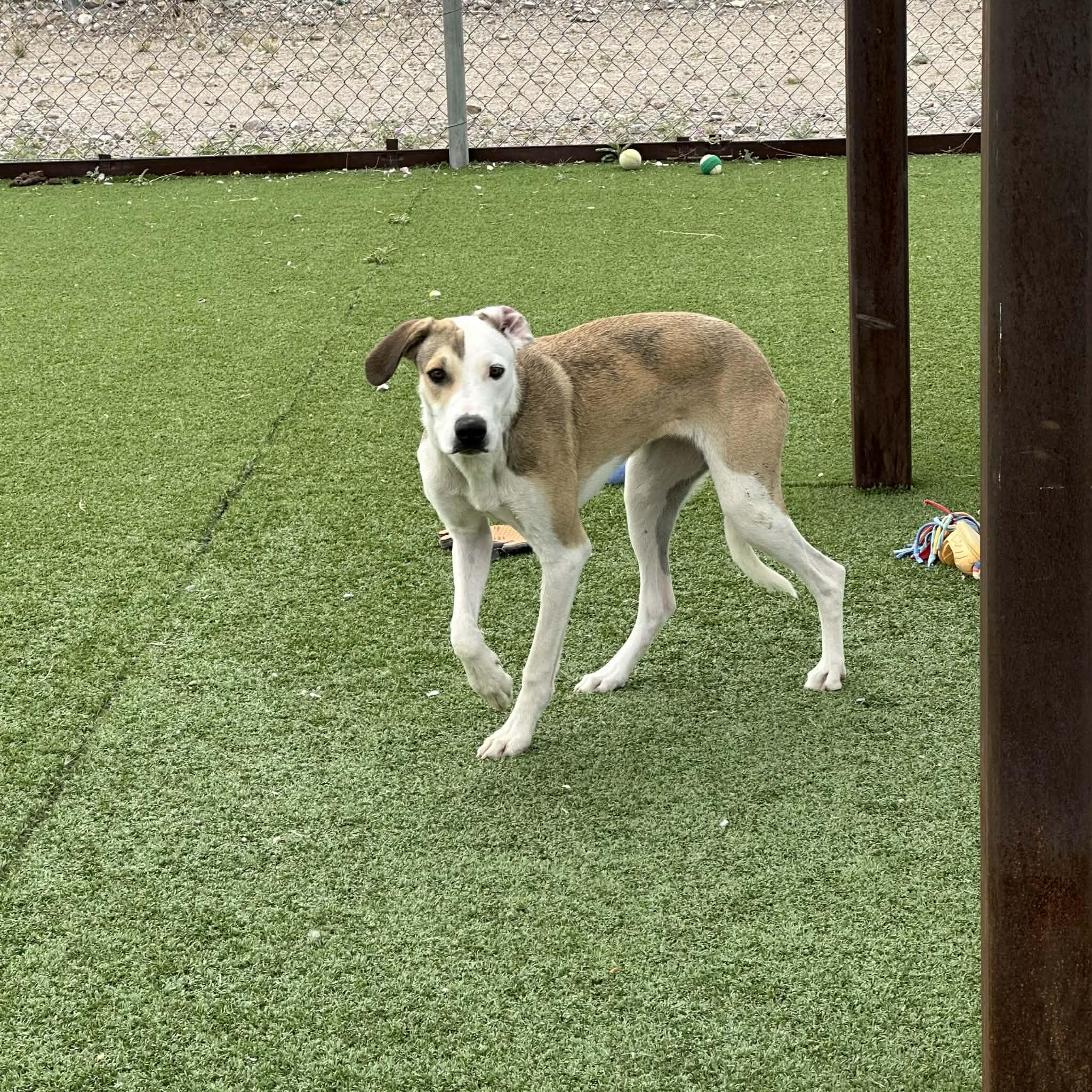 Enlarge Libs, a ADOPTABLE mixed breed in Truth or Consequences , NM image 5/6