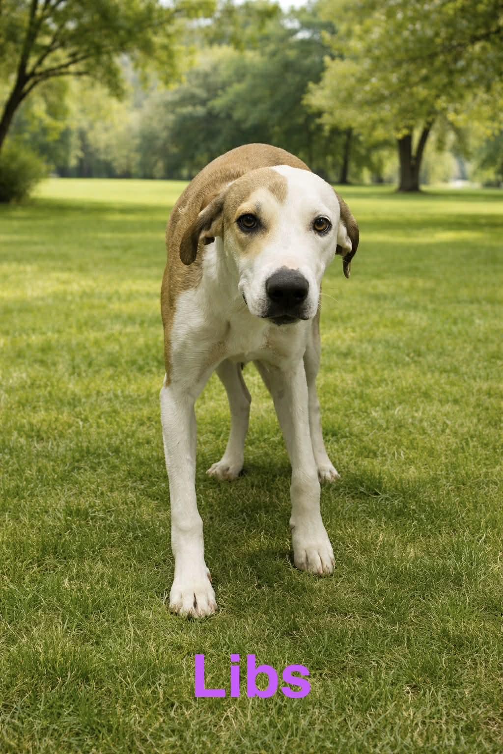 Enlarge Libs, a ADOPTABLE mixed breed in Truth or Consequences , NM image 6/6