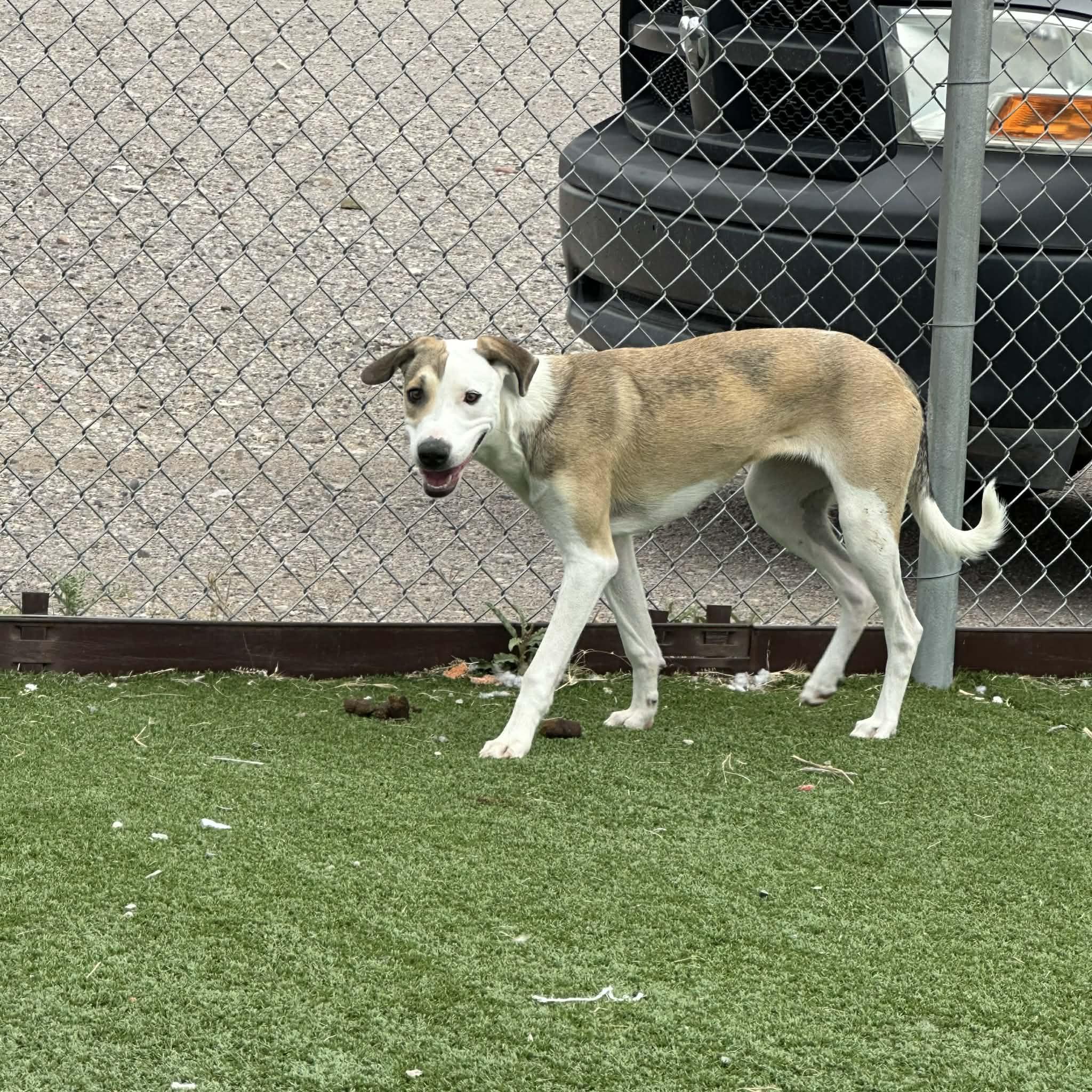 Enlarge Libs, a ADOPTABLE mixed breed in Truth or Consequences , NM image 2/6