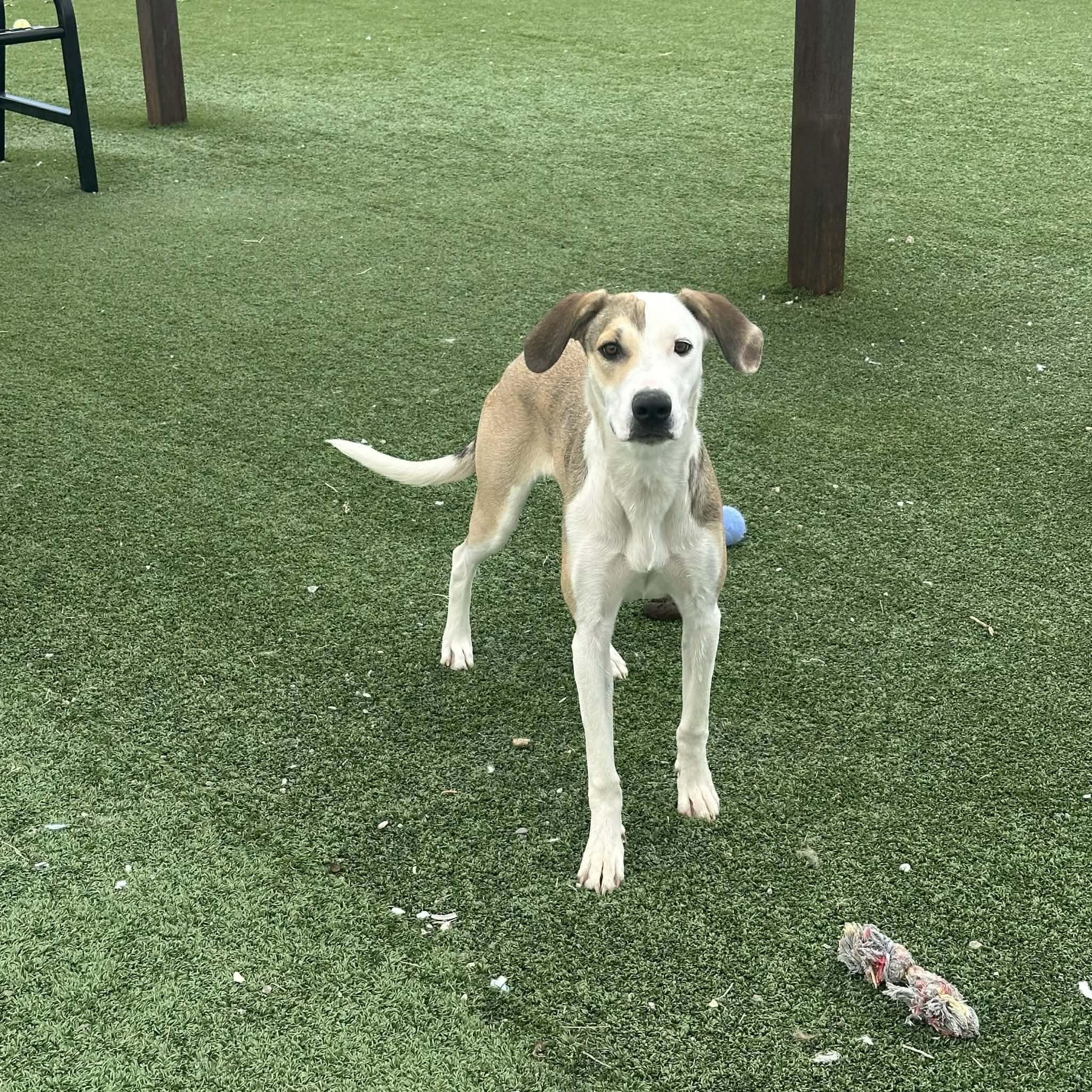 Enlarge Libs, a ADOPTABLE mixed breed in Truth or Consequences , NM image 3/6