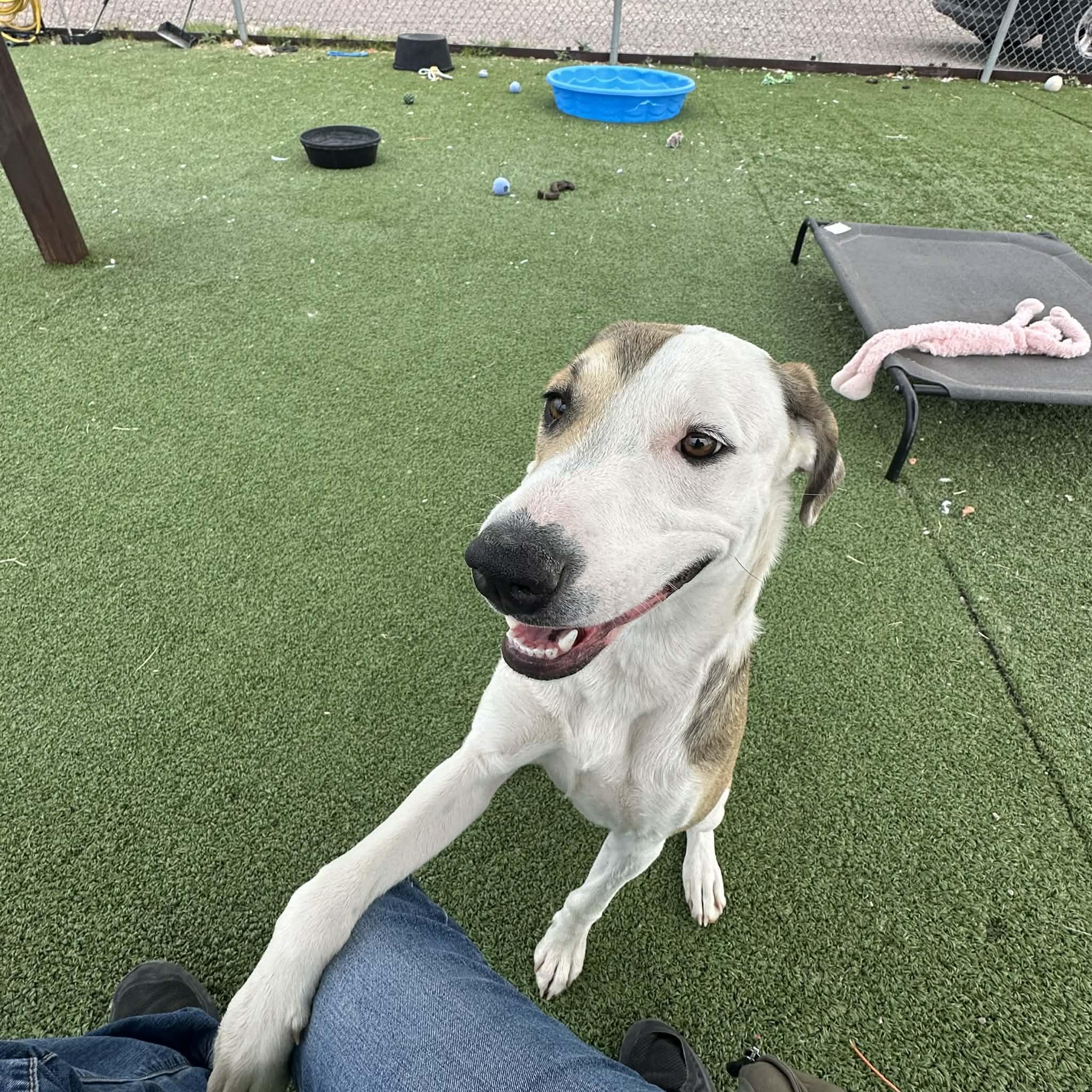 Libs, ADOPTABLE, Adult Female Hound.