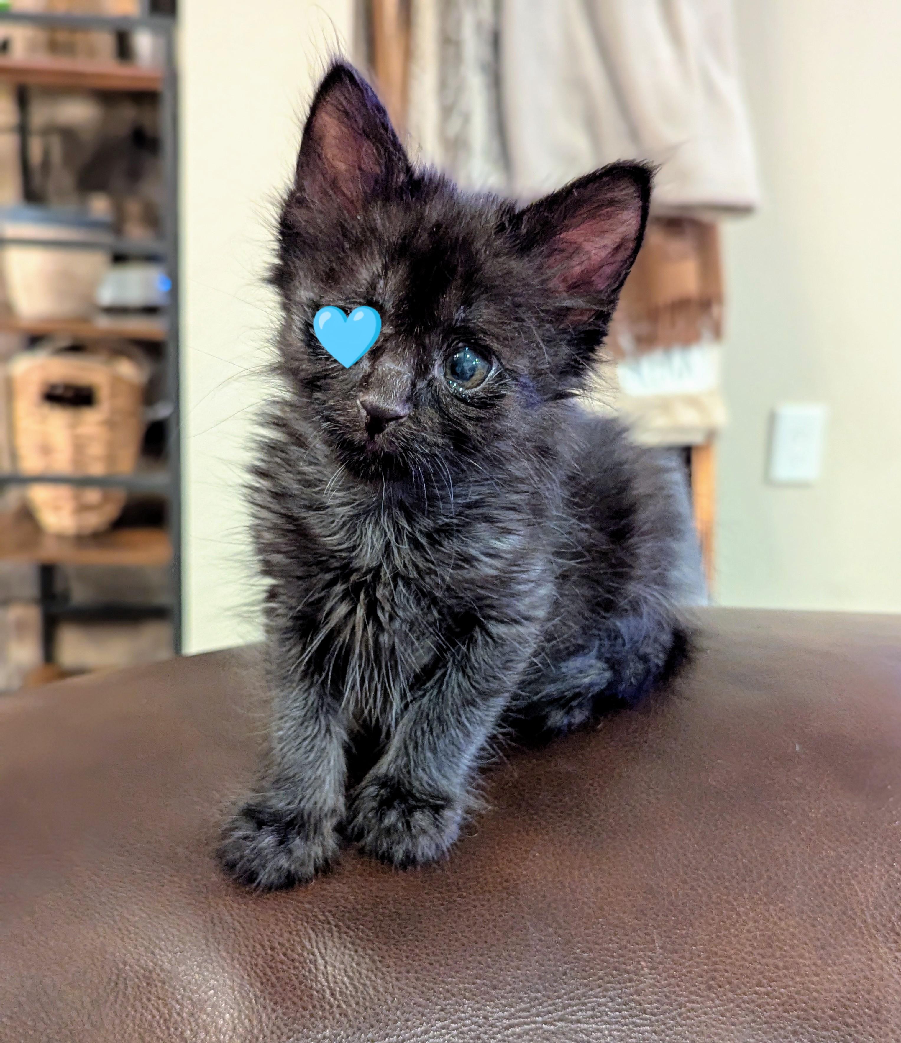 Krusty Krab, Adopted, Kitten Male Domestic Medium Hair.