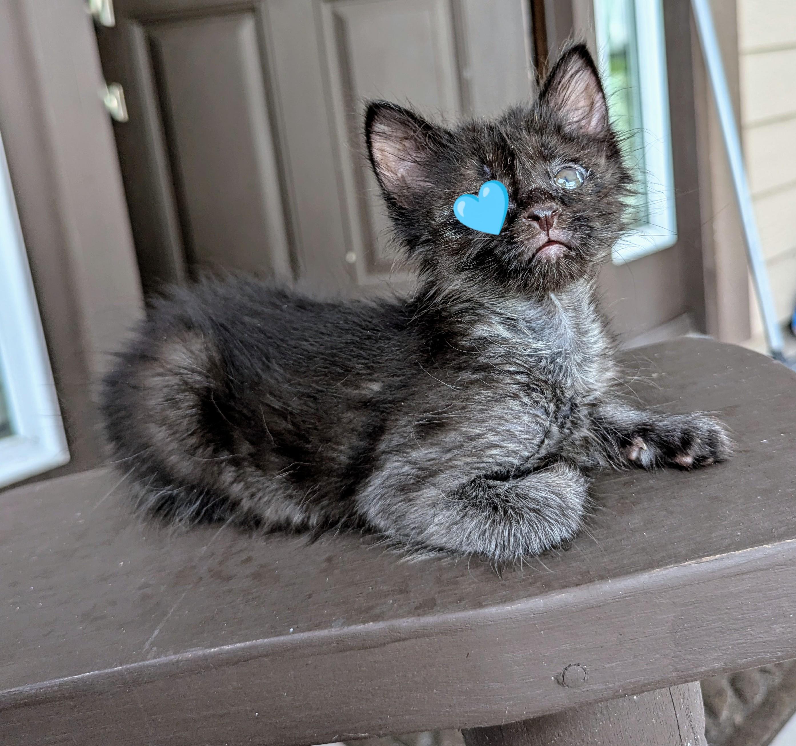 Krusty Krab, a Adopted mixed breed in Punta Gorda , FL image 2/4
