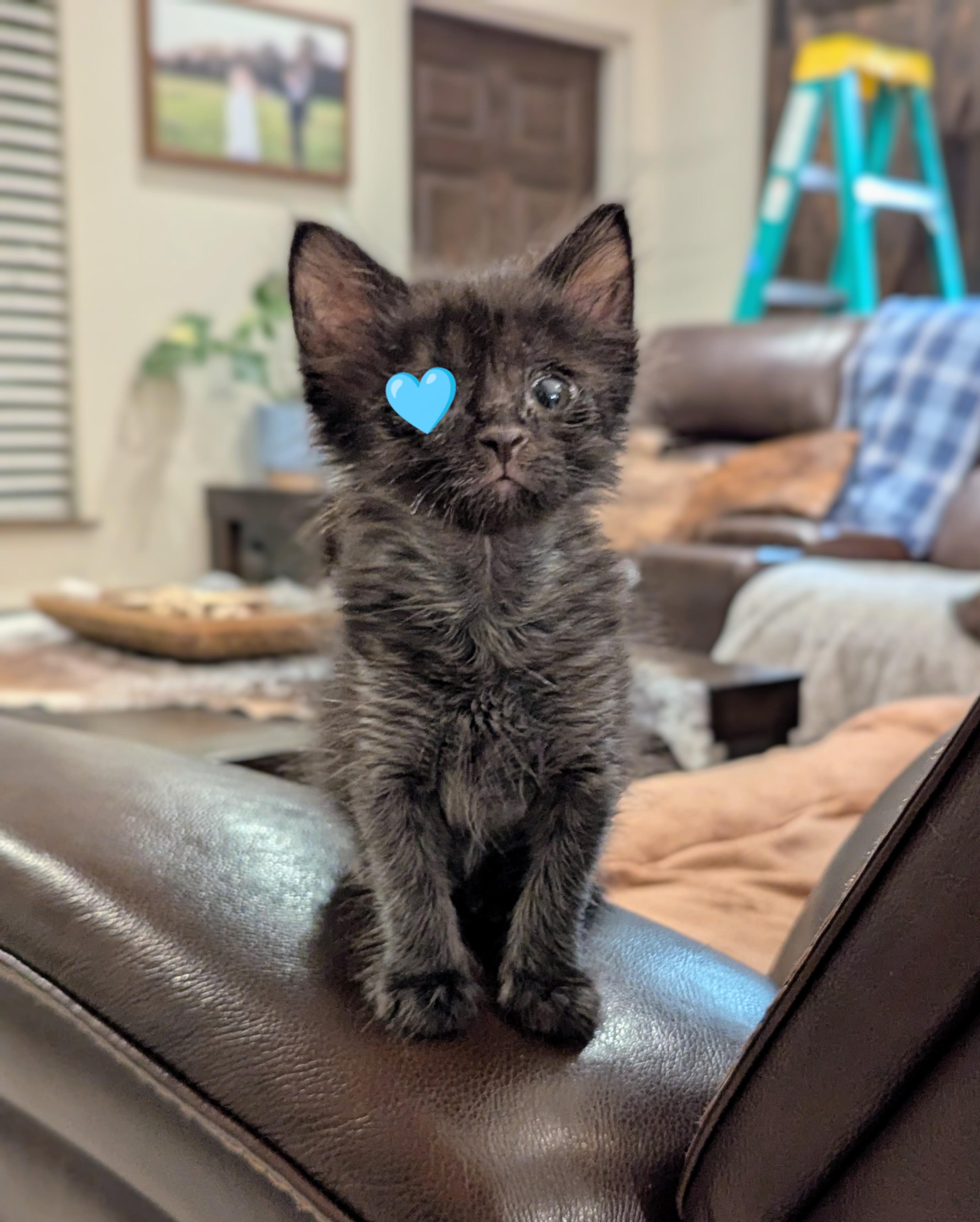 Krusty Krab, a Adopted mixed breed in Punta Gorda , FL image 3/4