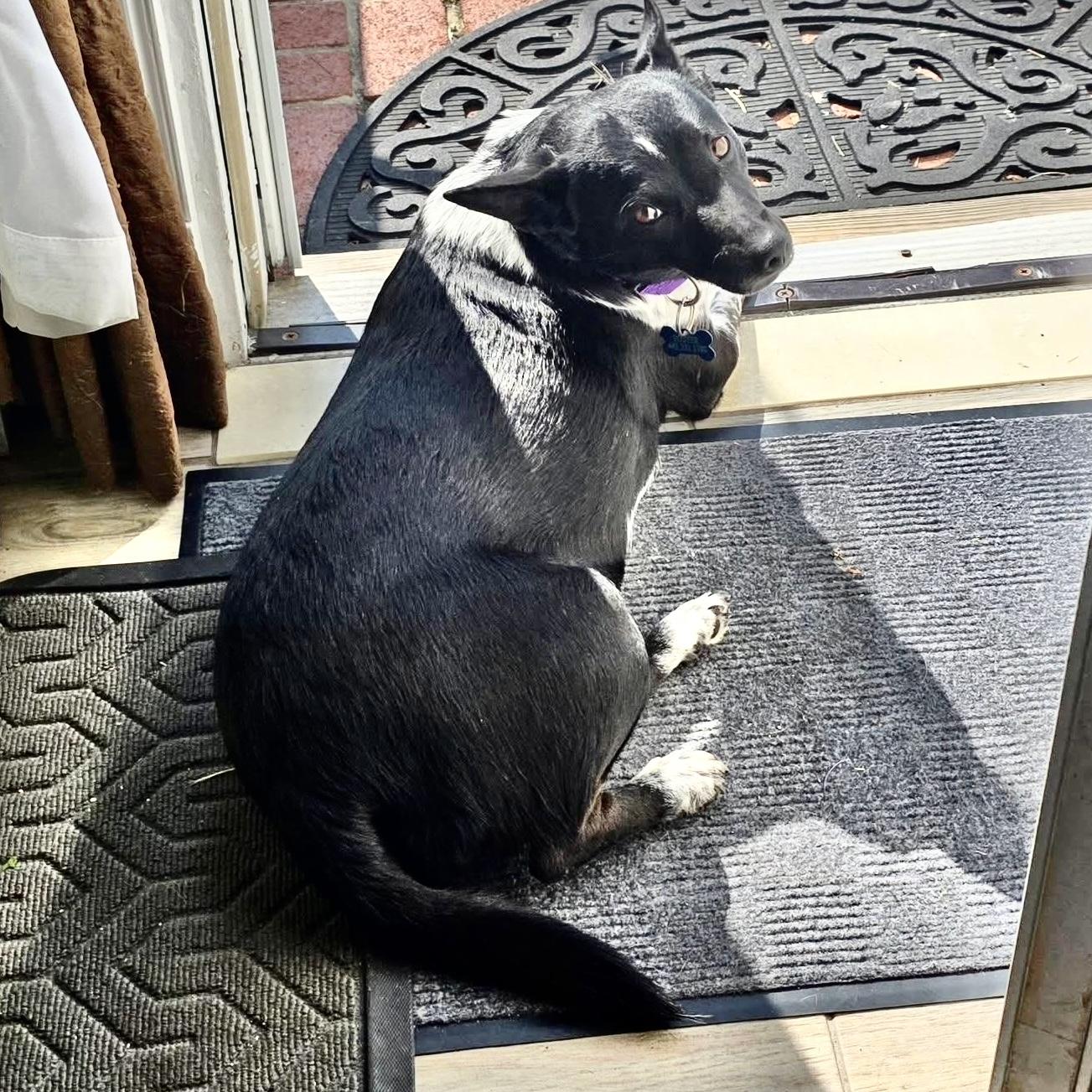 Enlarge Mia, a ADOPTABLE mixed breed in Pittstown, NJ image 4/4