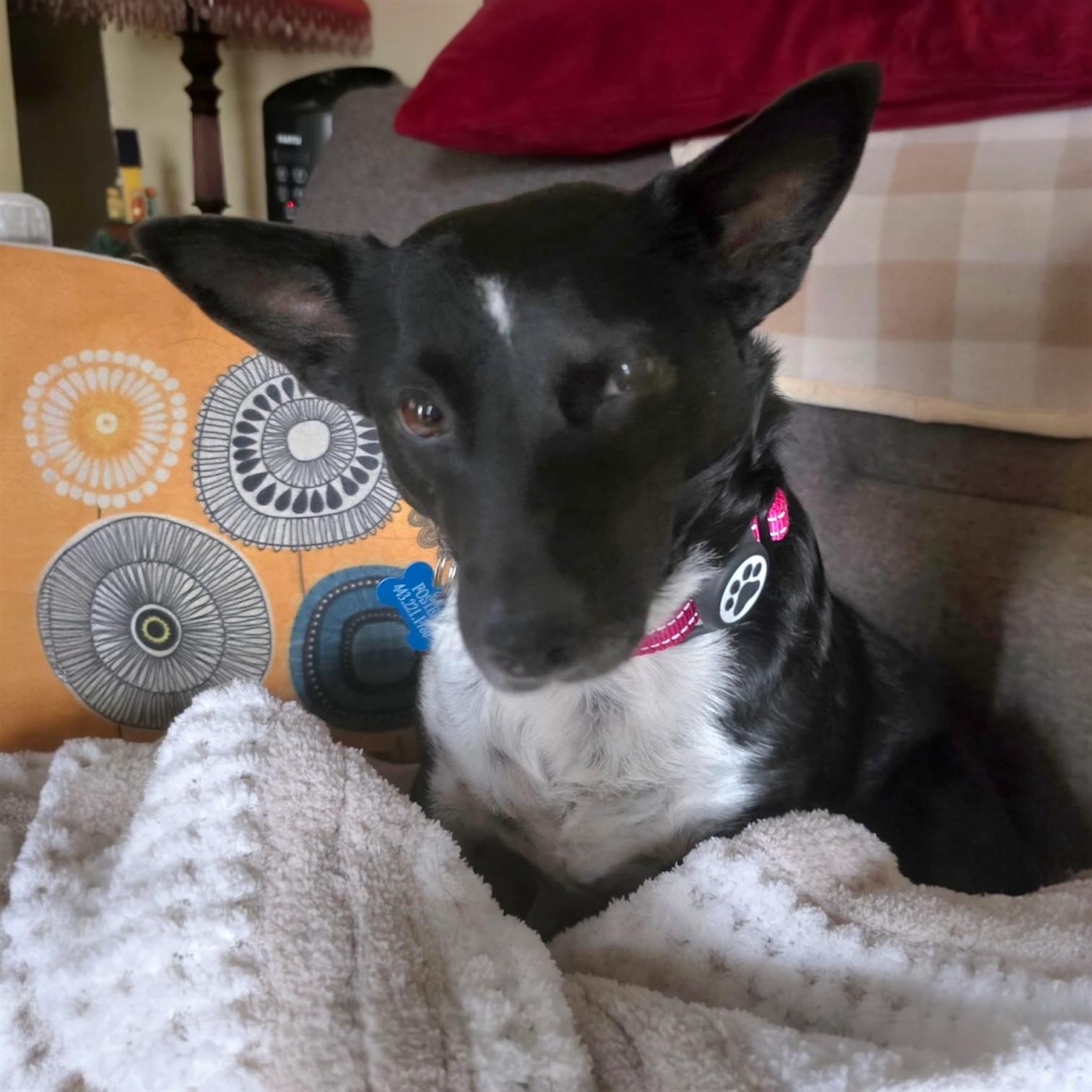 Enlarge Mia, a ADOPTABLE mixed breed in Pittstown, NJ image 2/4